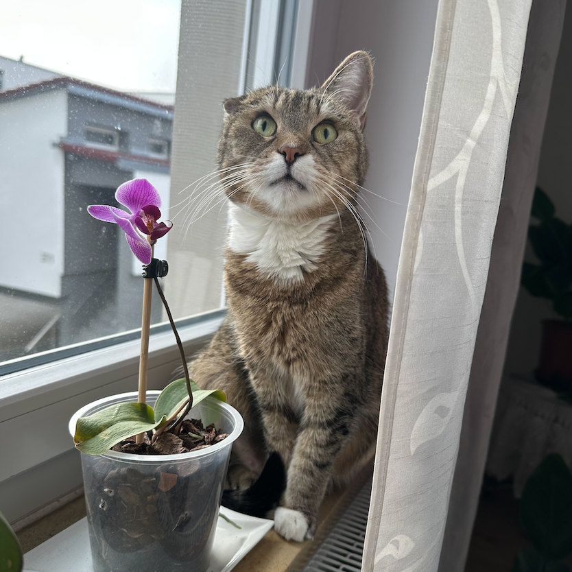 Maja