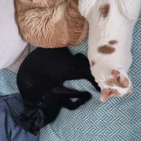 George, Maja, Puffy