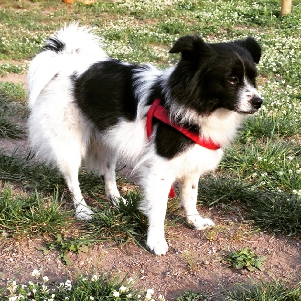 Trudi