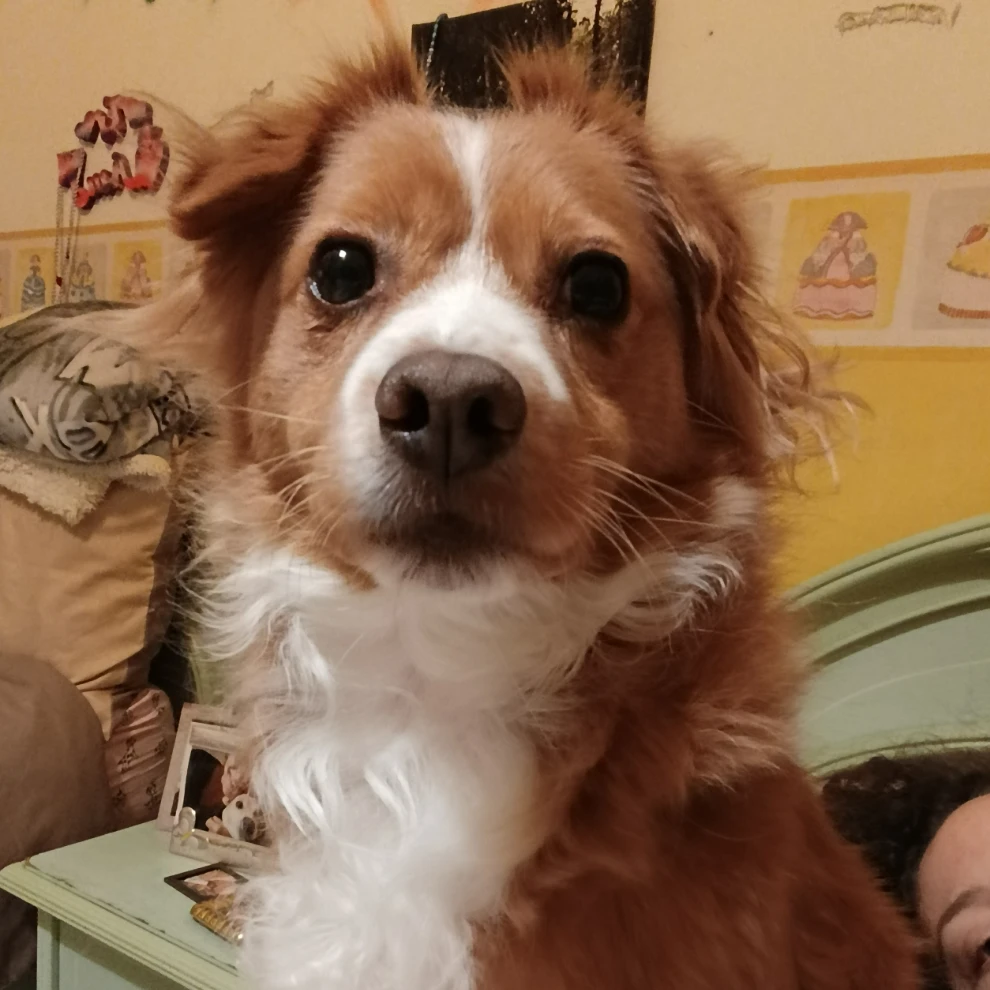 Giorgio