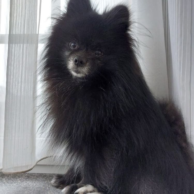 Pip