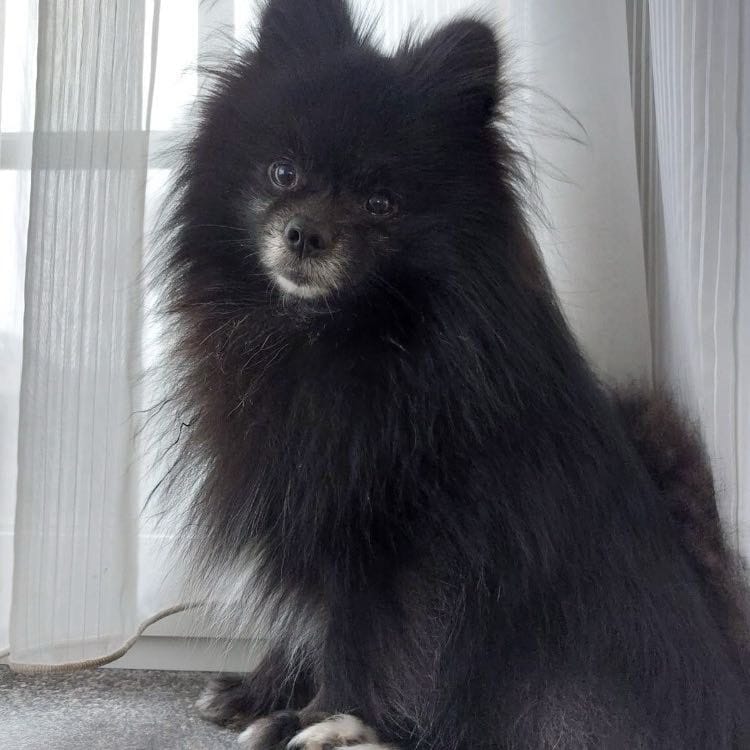 Pip