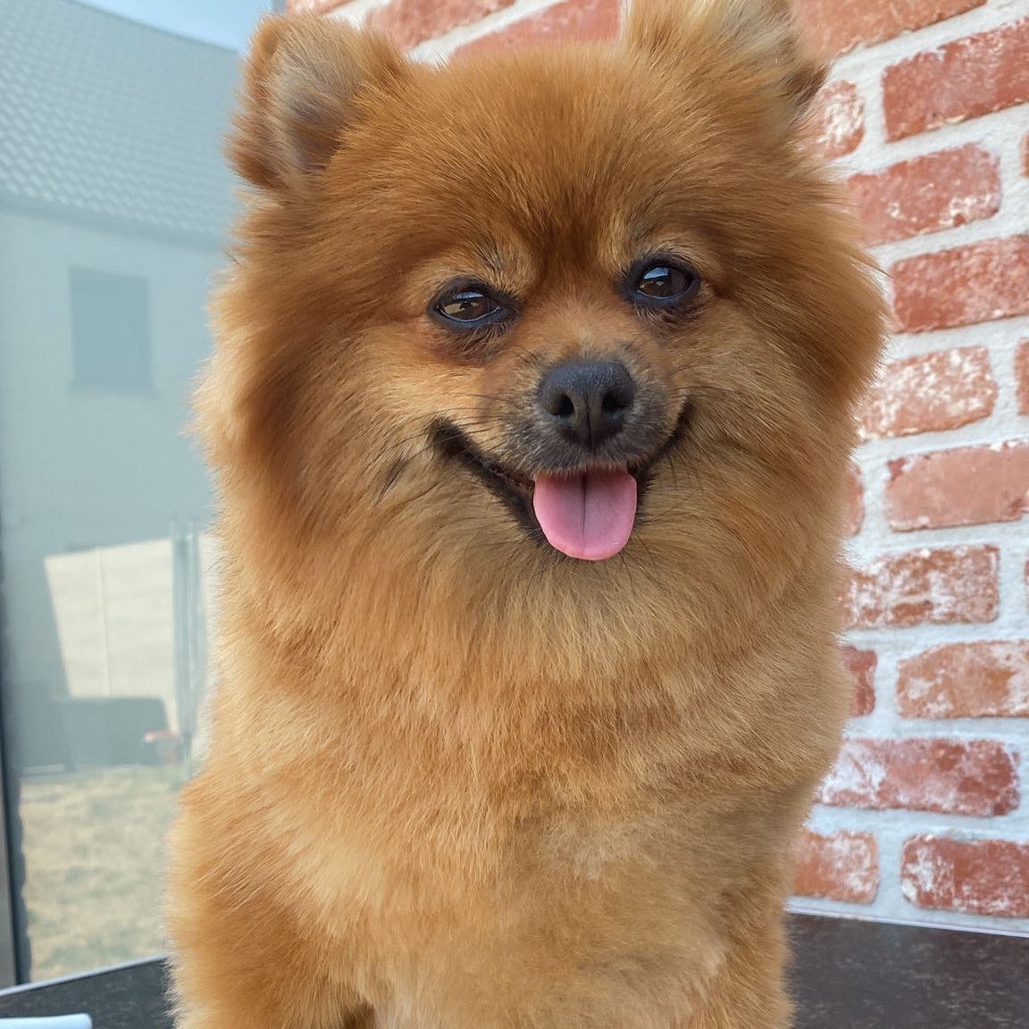 Chiboo
