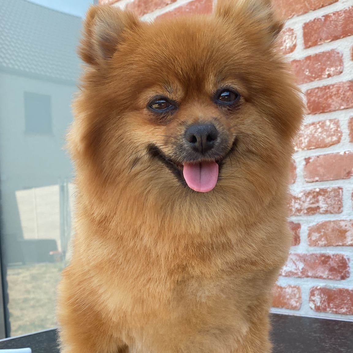 Chiboo