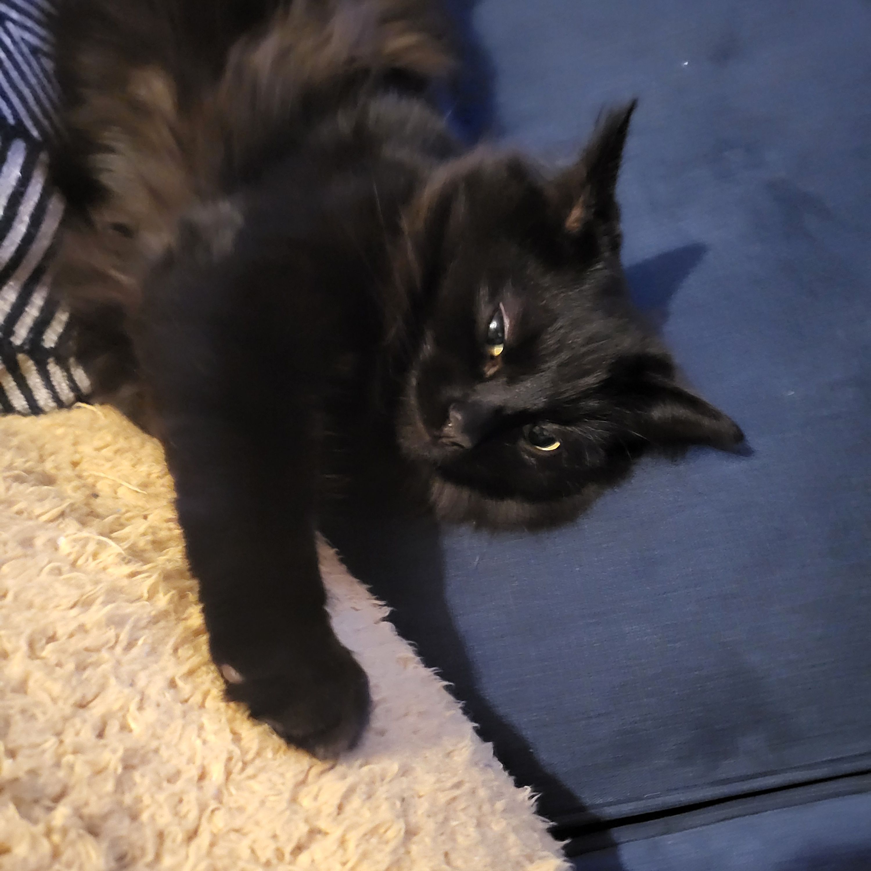 Coco