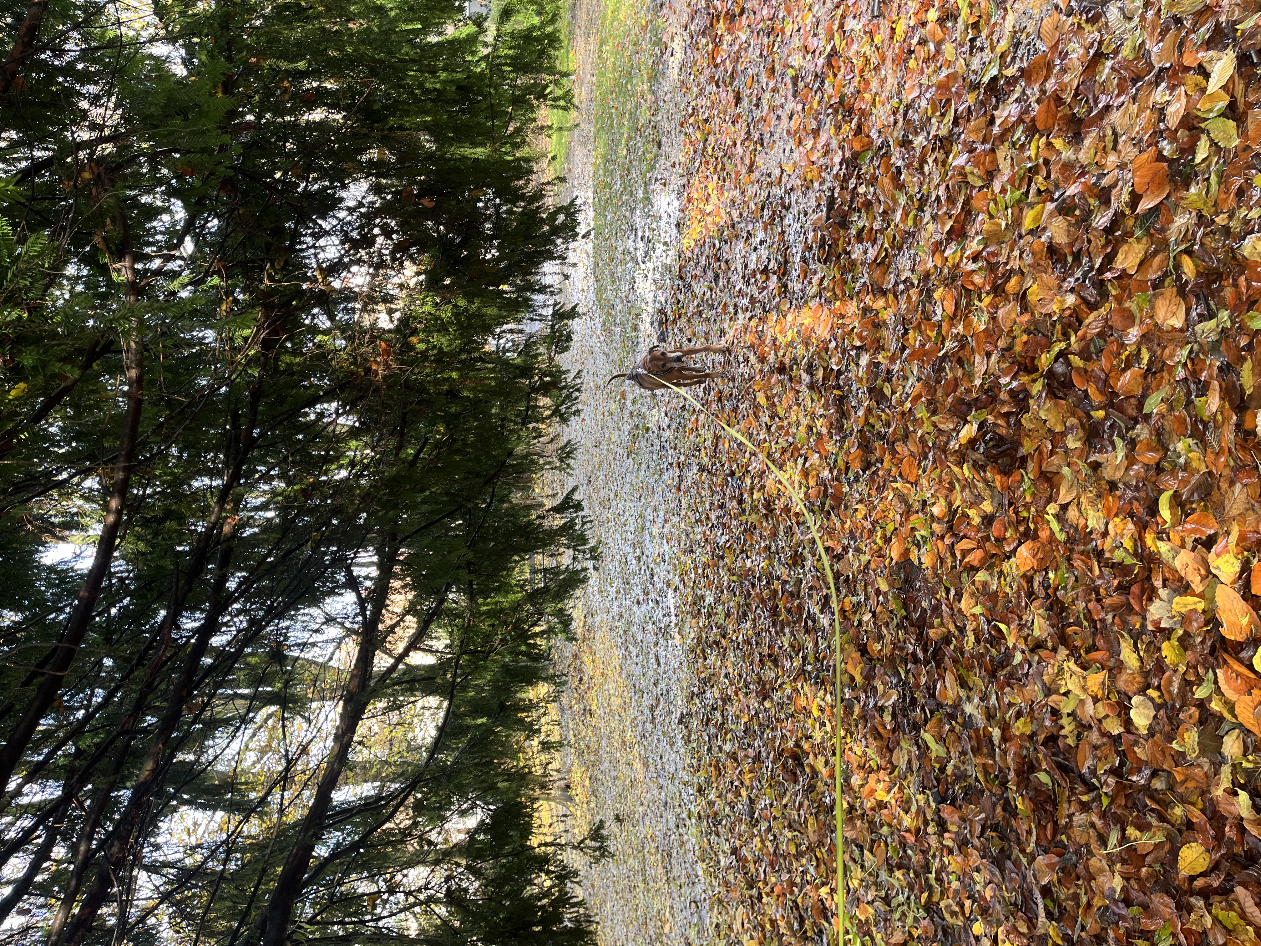 image-11