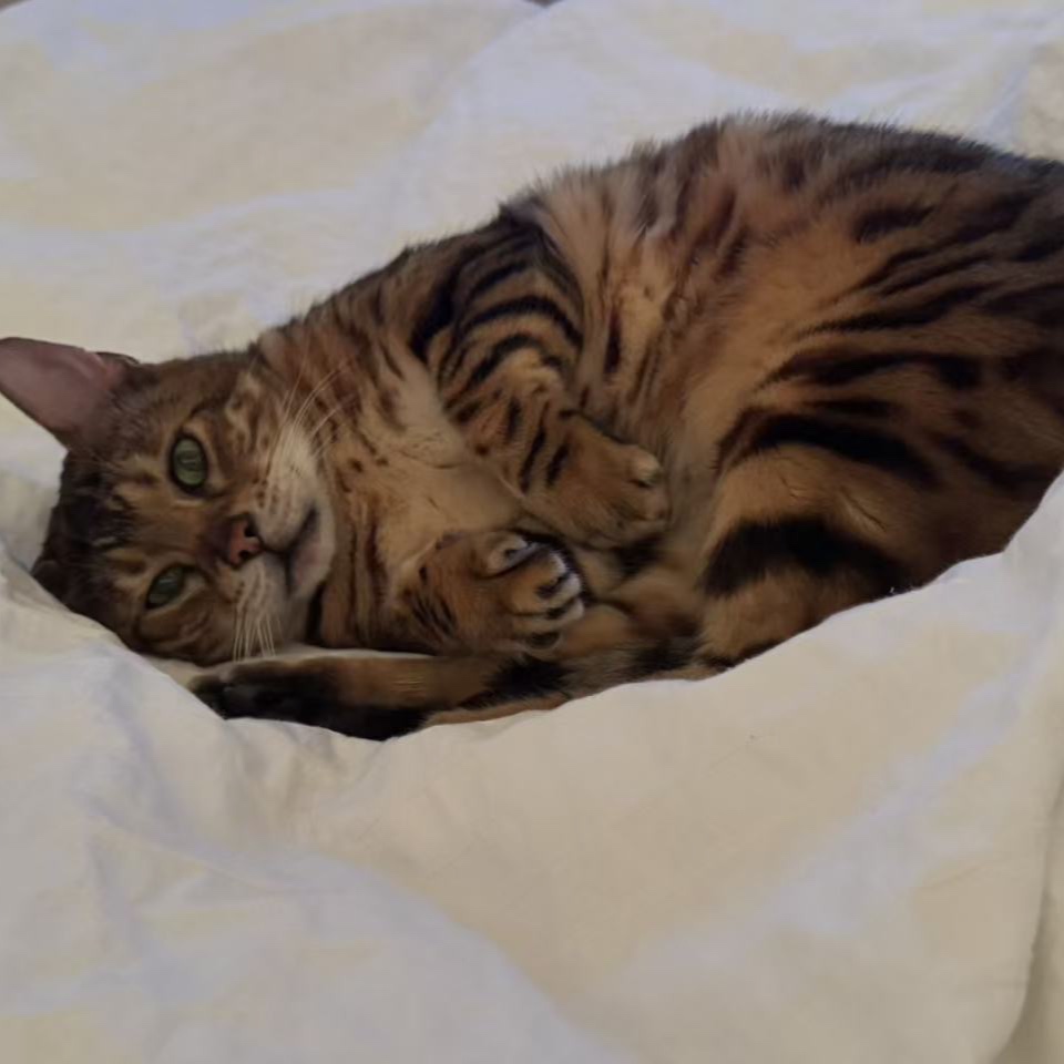 Simba