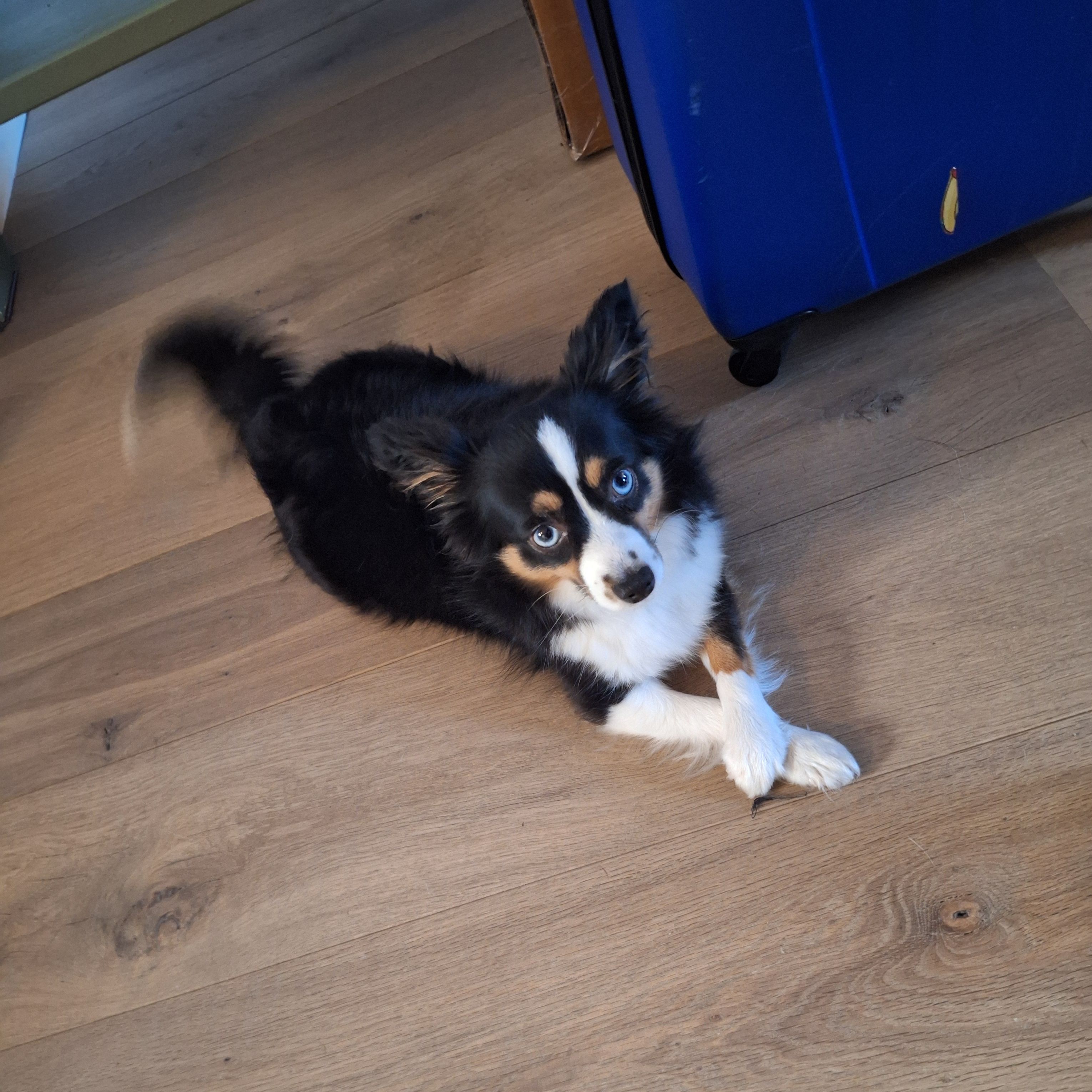 Kaya