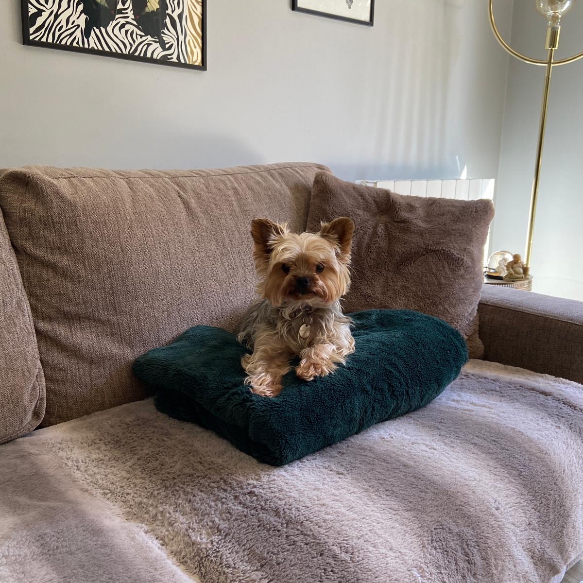 Tia 