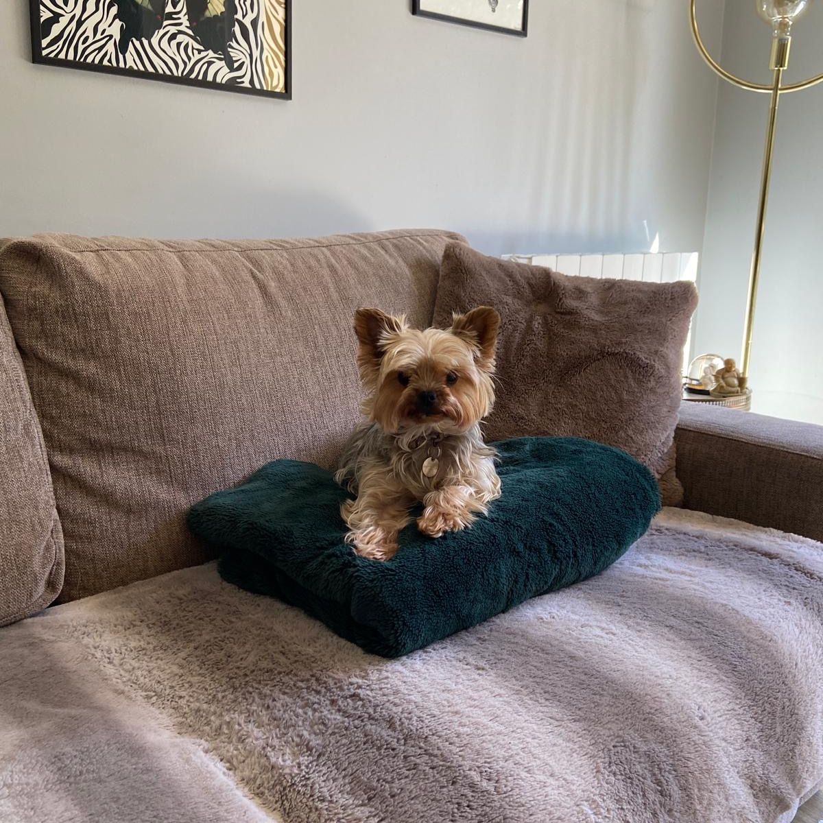 Tia