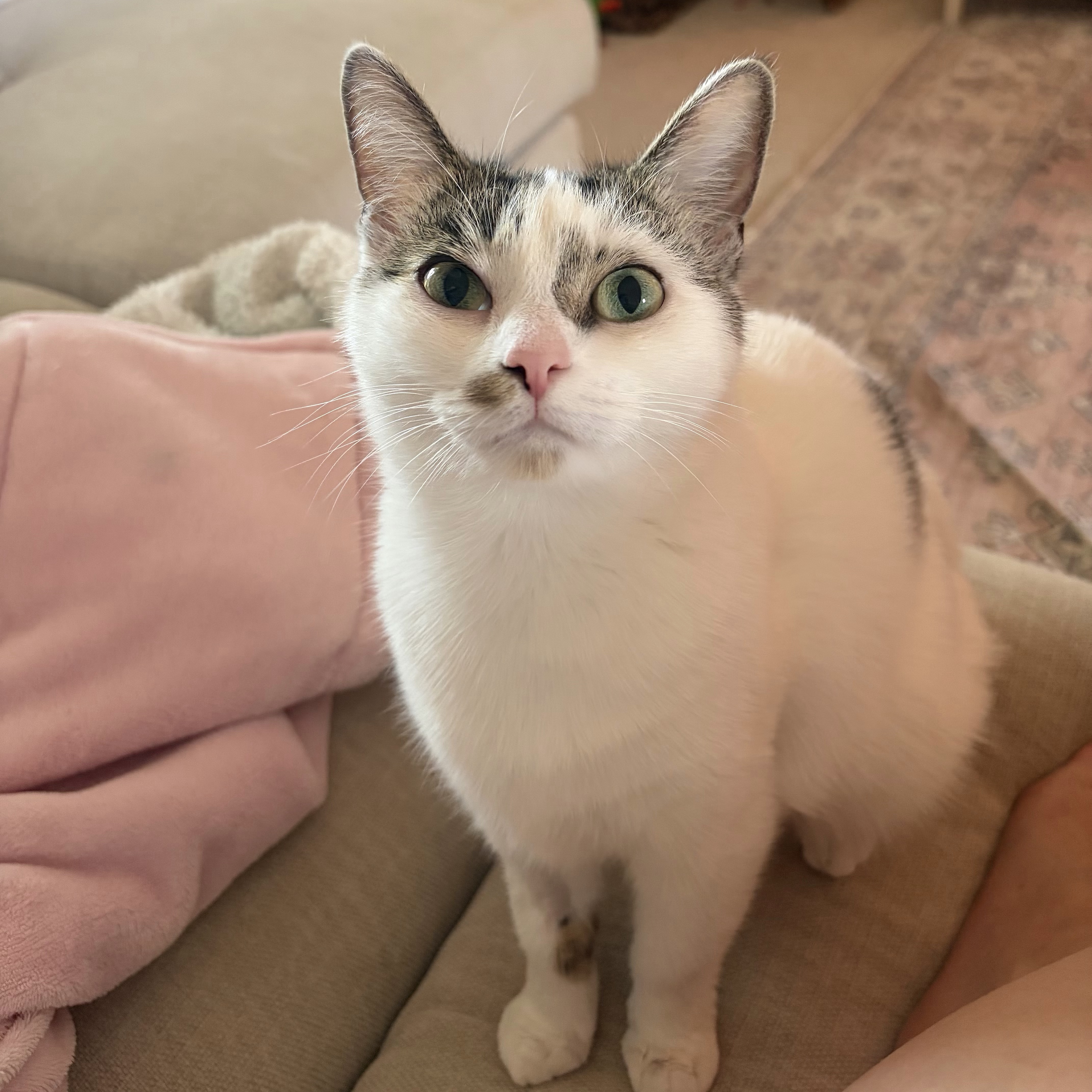 Sienna
