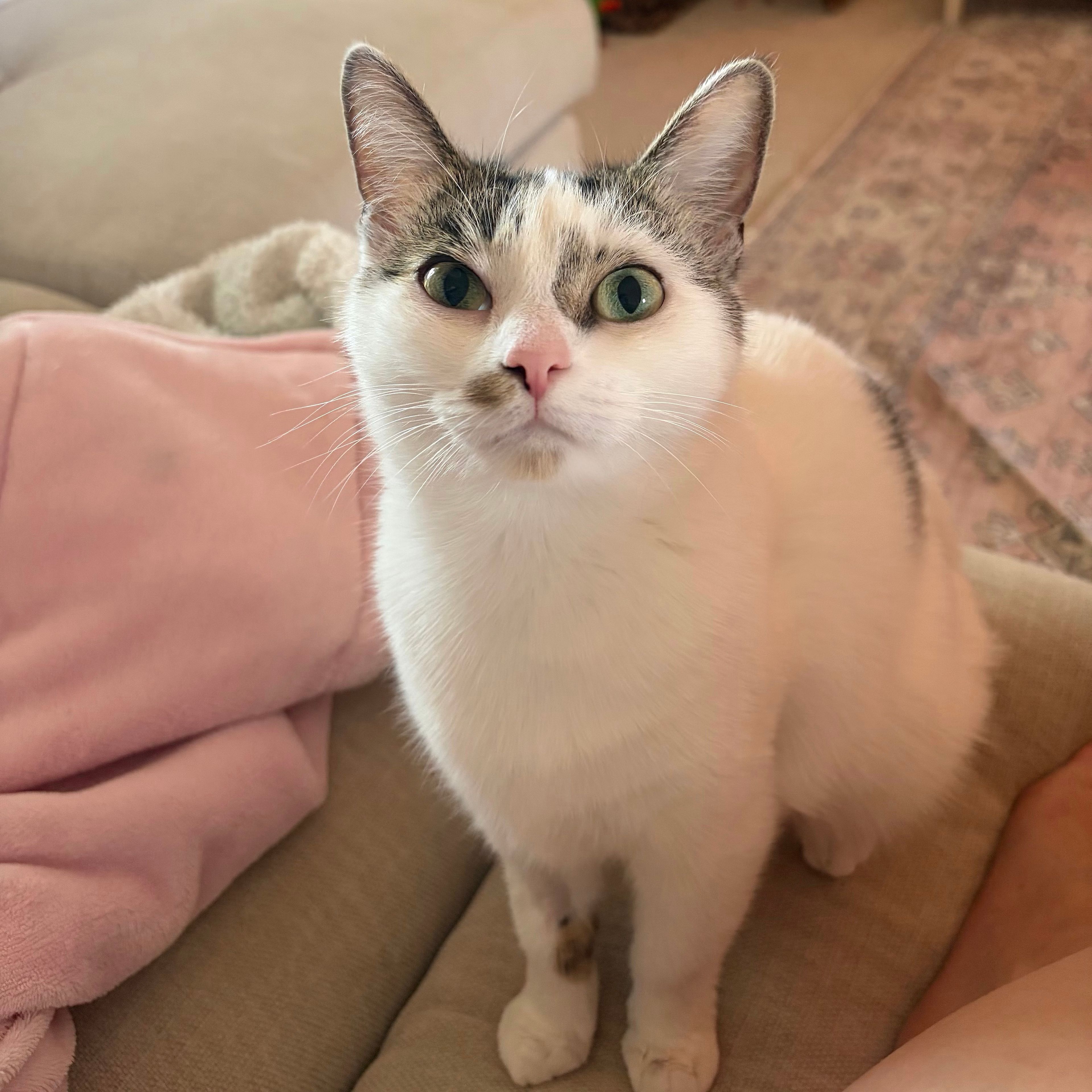 Sienna