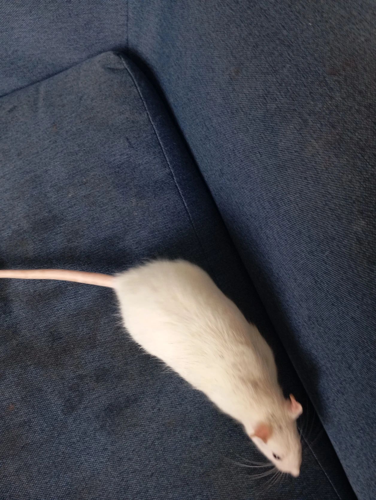 image-7