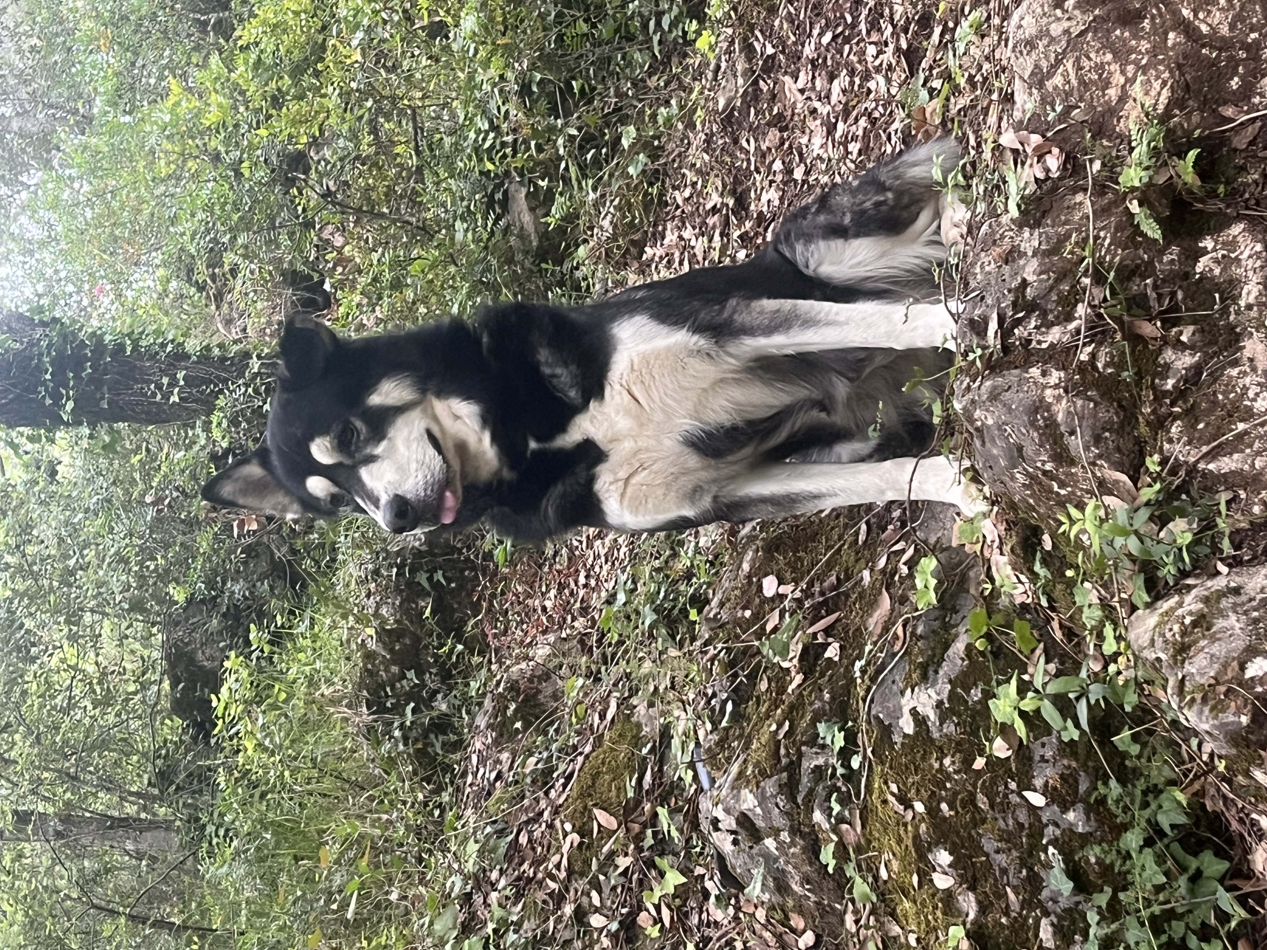 image-7