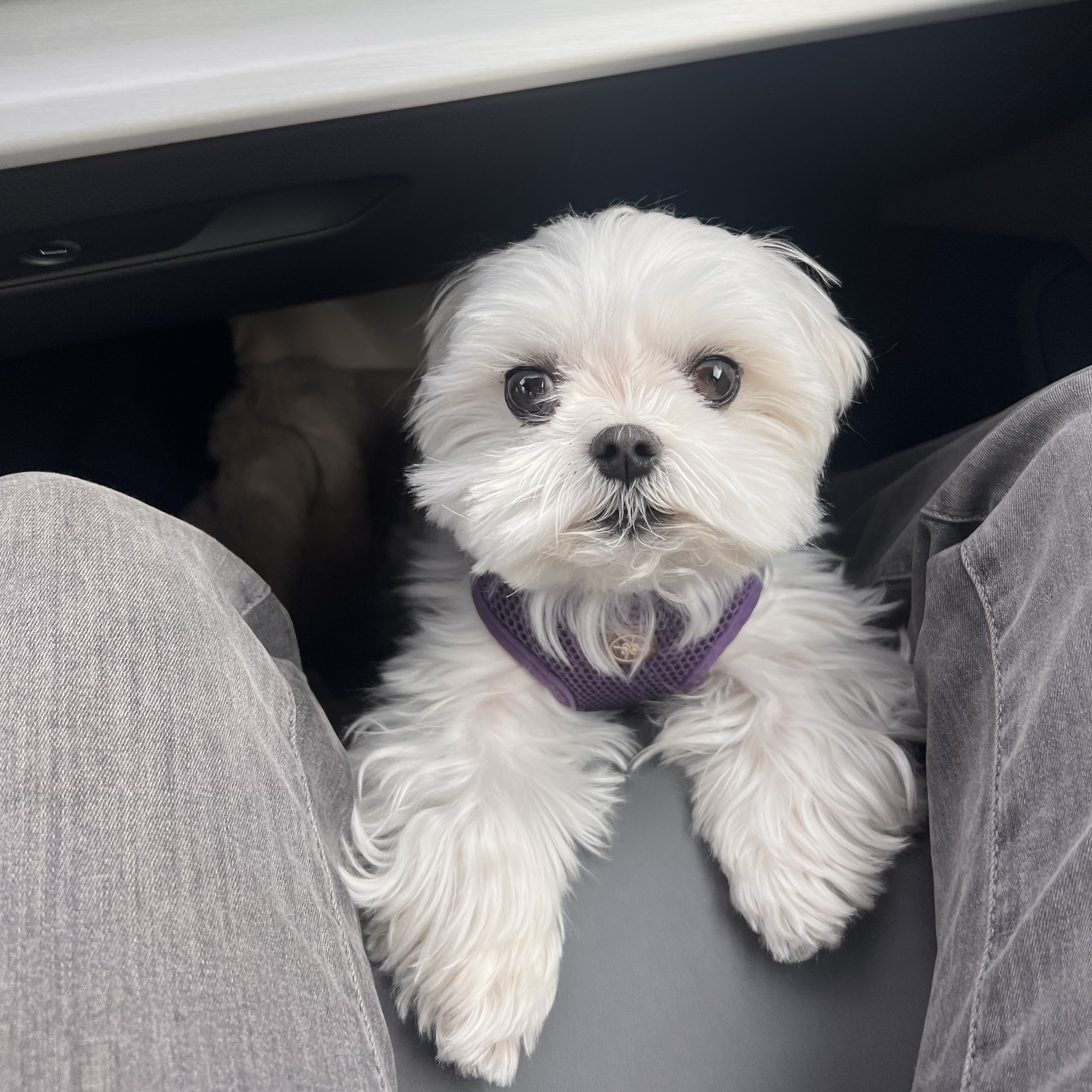 Peggy