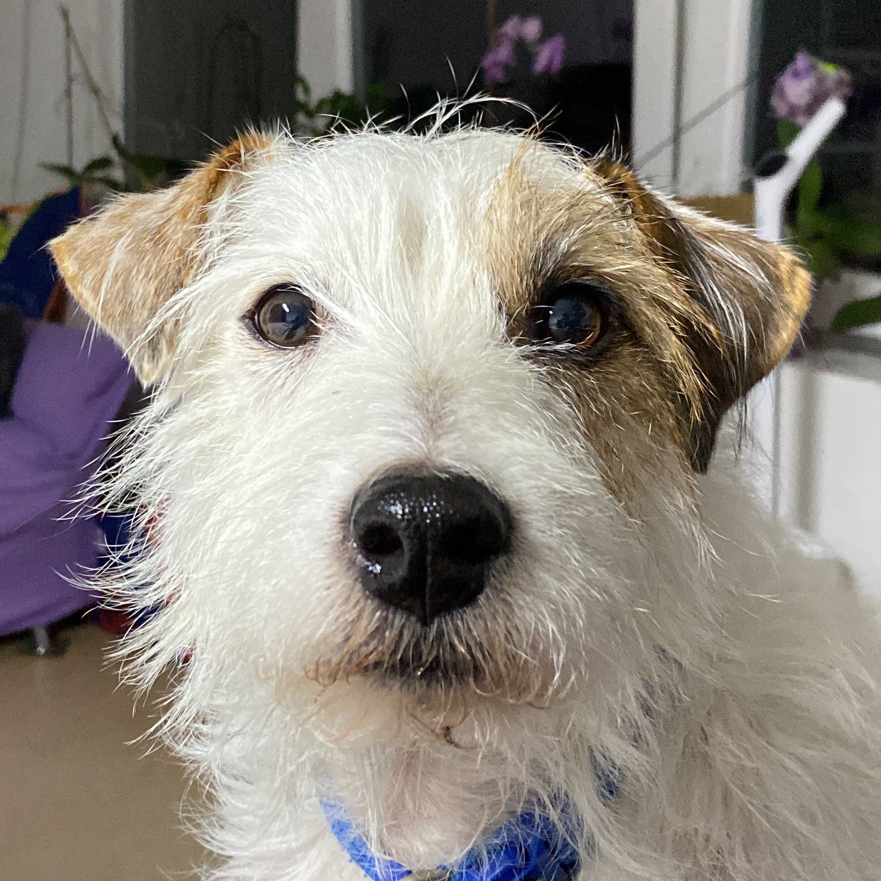 artú