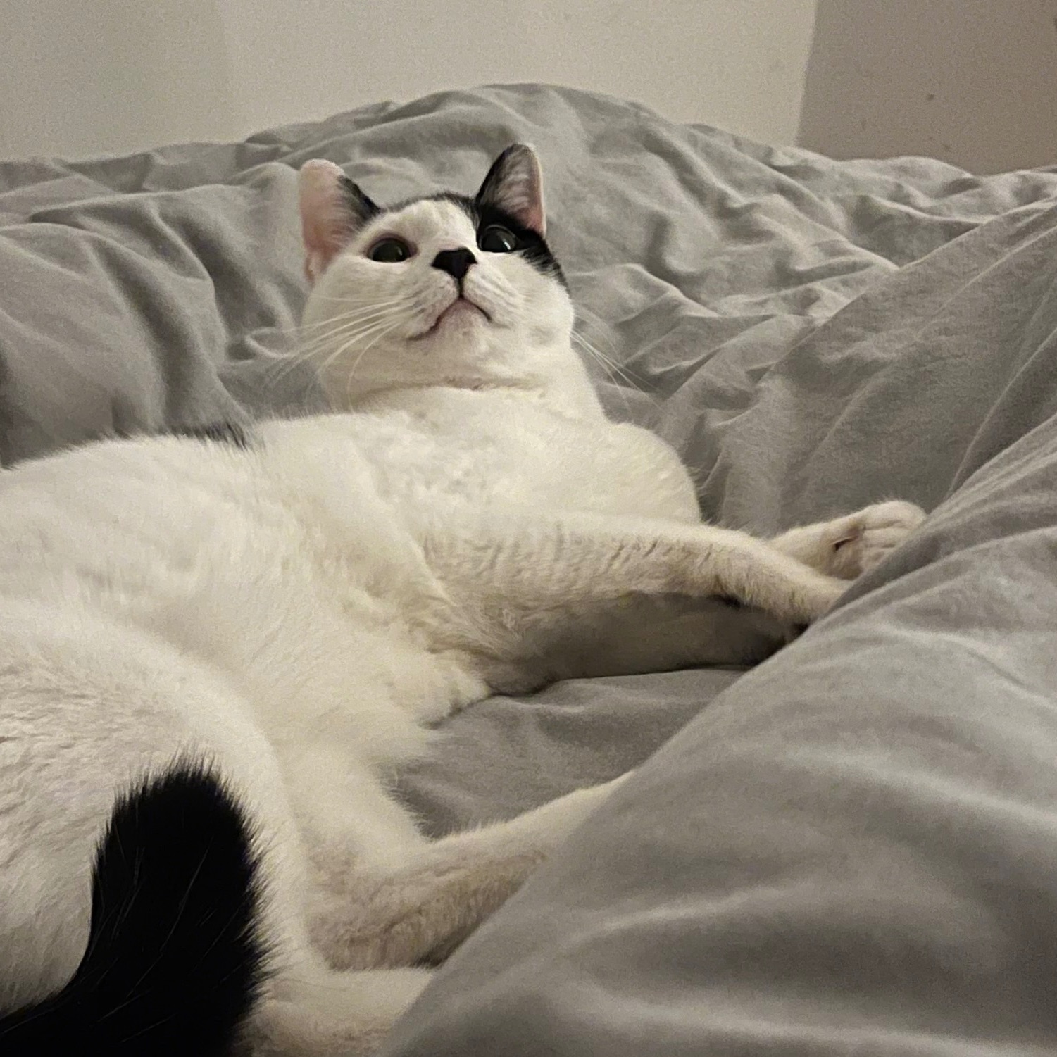 Bowie