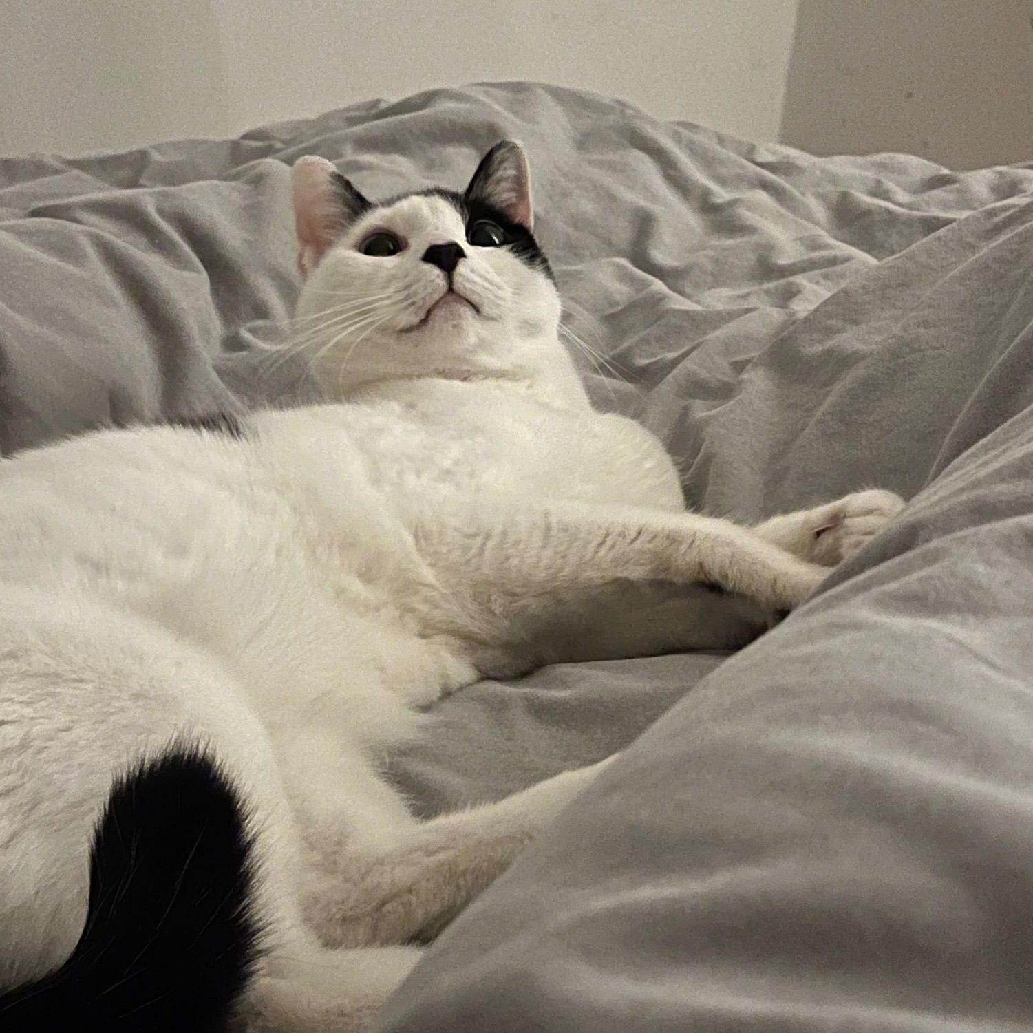 Bowie