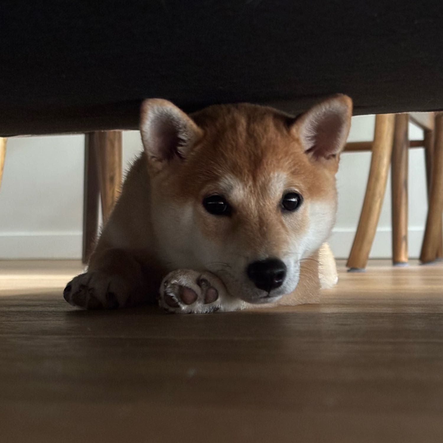 Misha