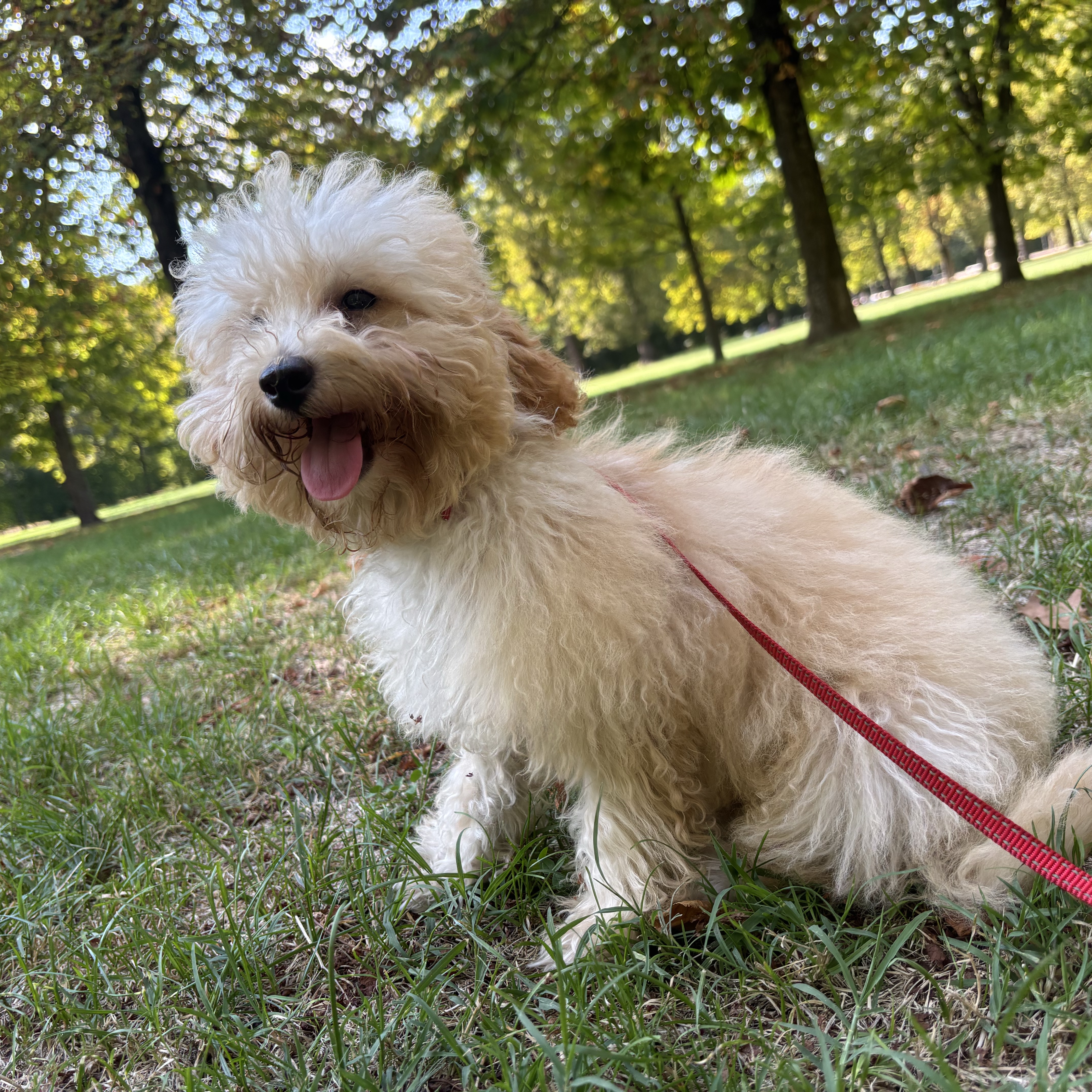 Cocò