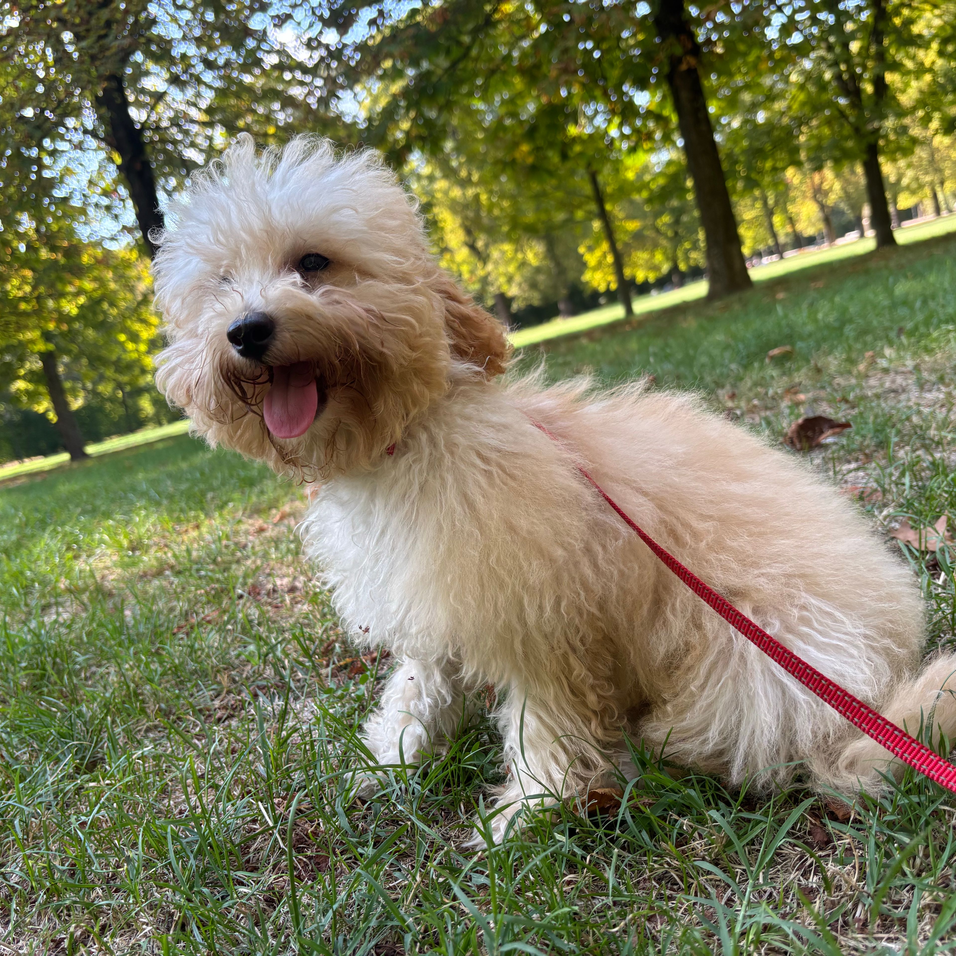 Cocò