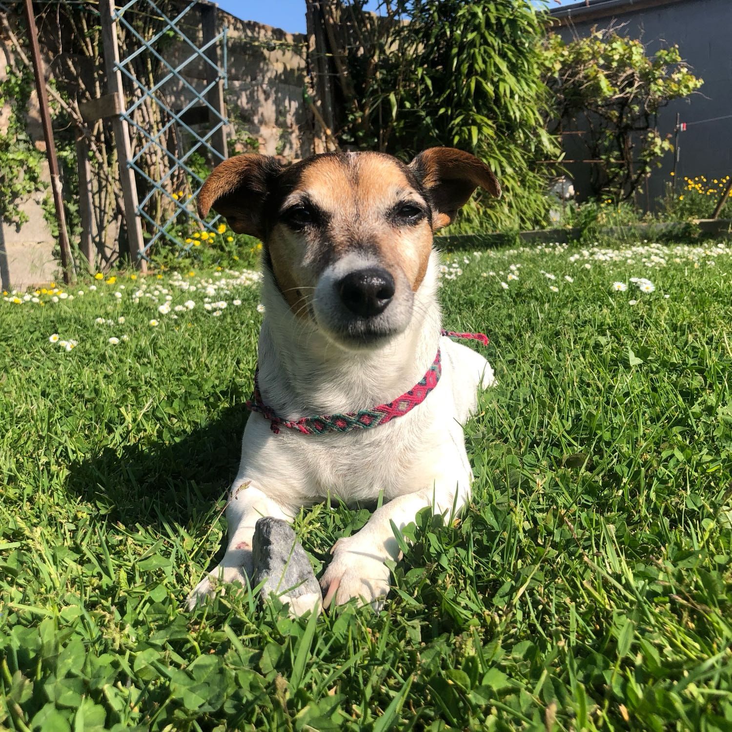 Maya
