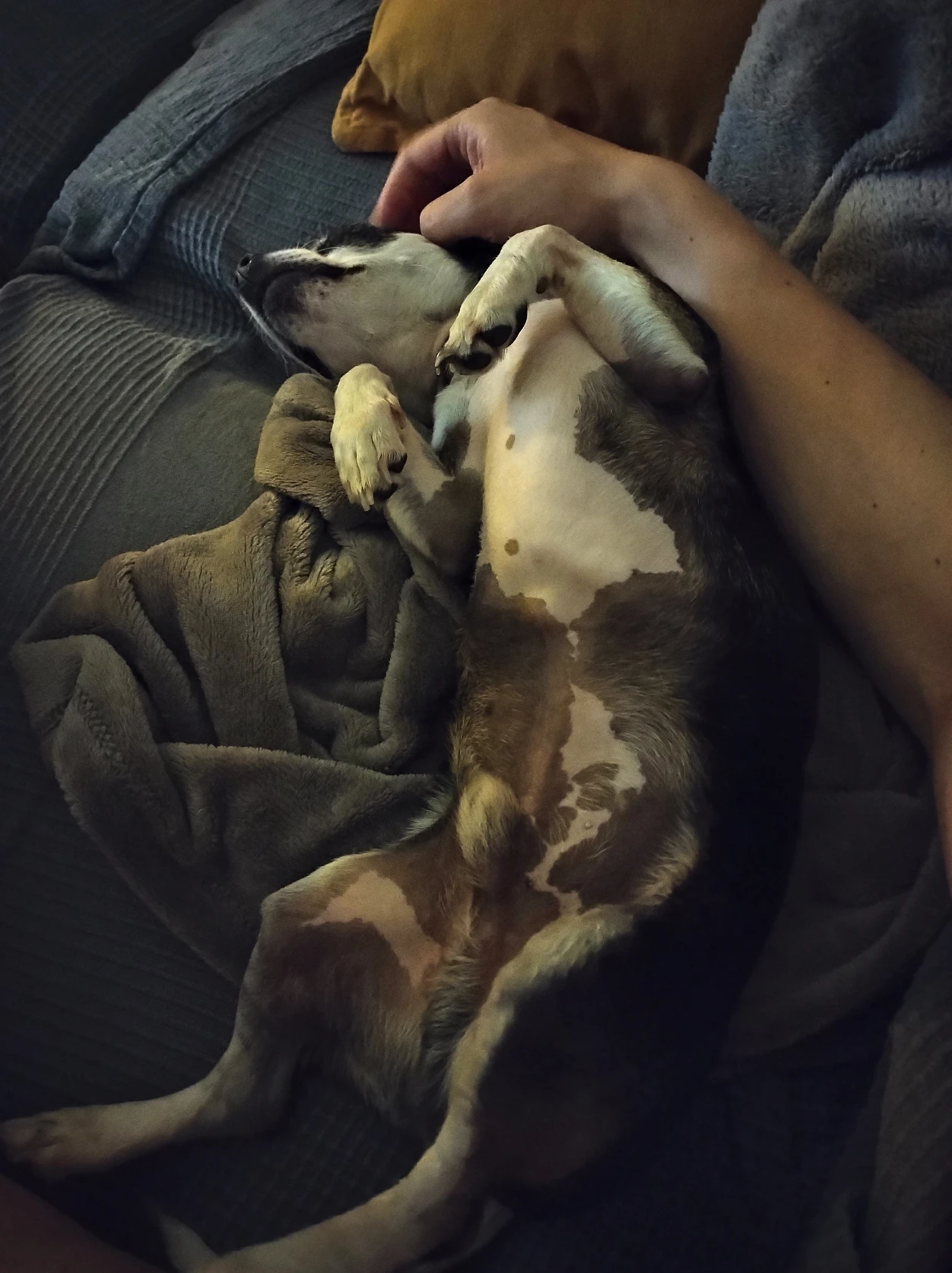 image-8