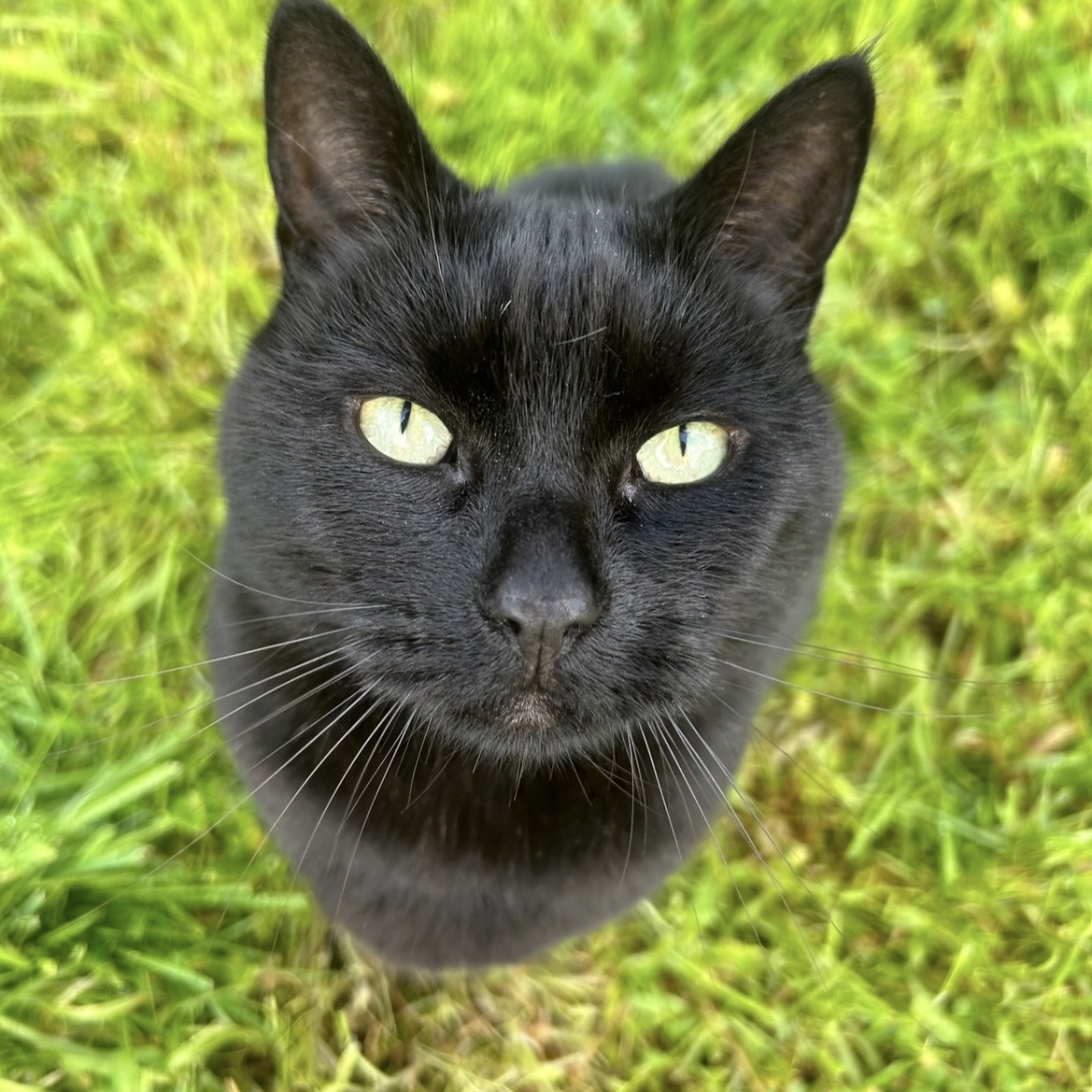 Ella