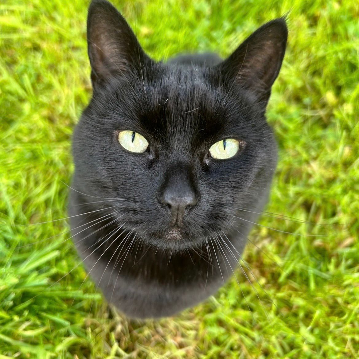 Ella