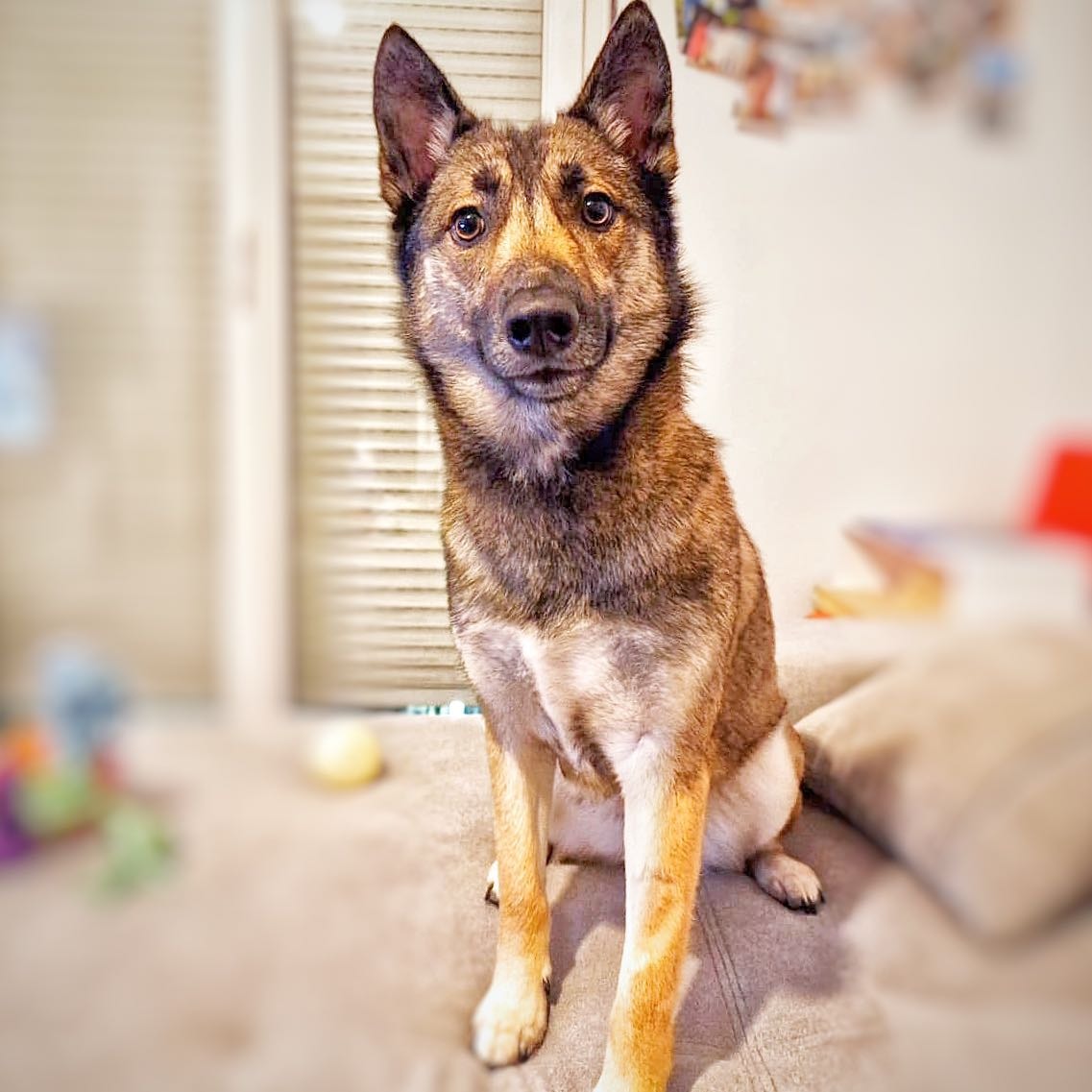 Nala