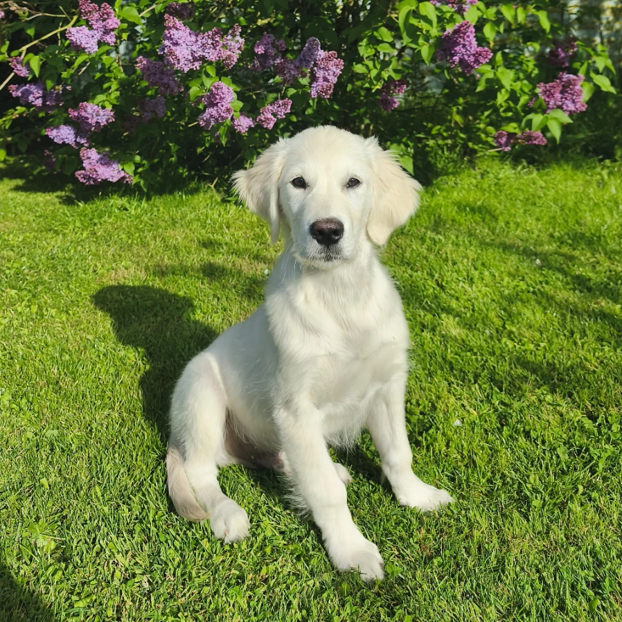 Buddy