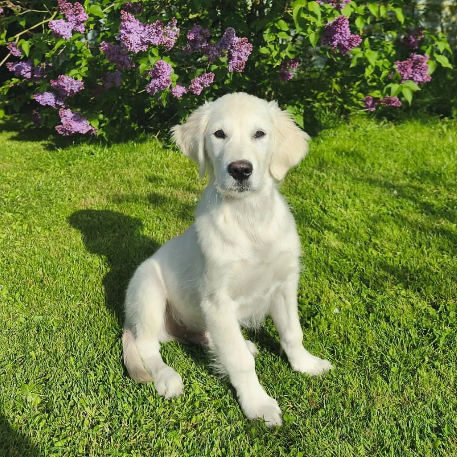 Buddy