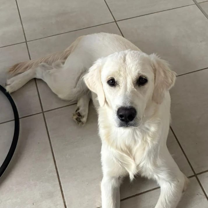 Buddy