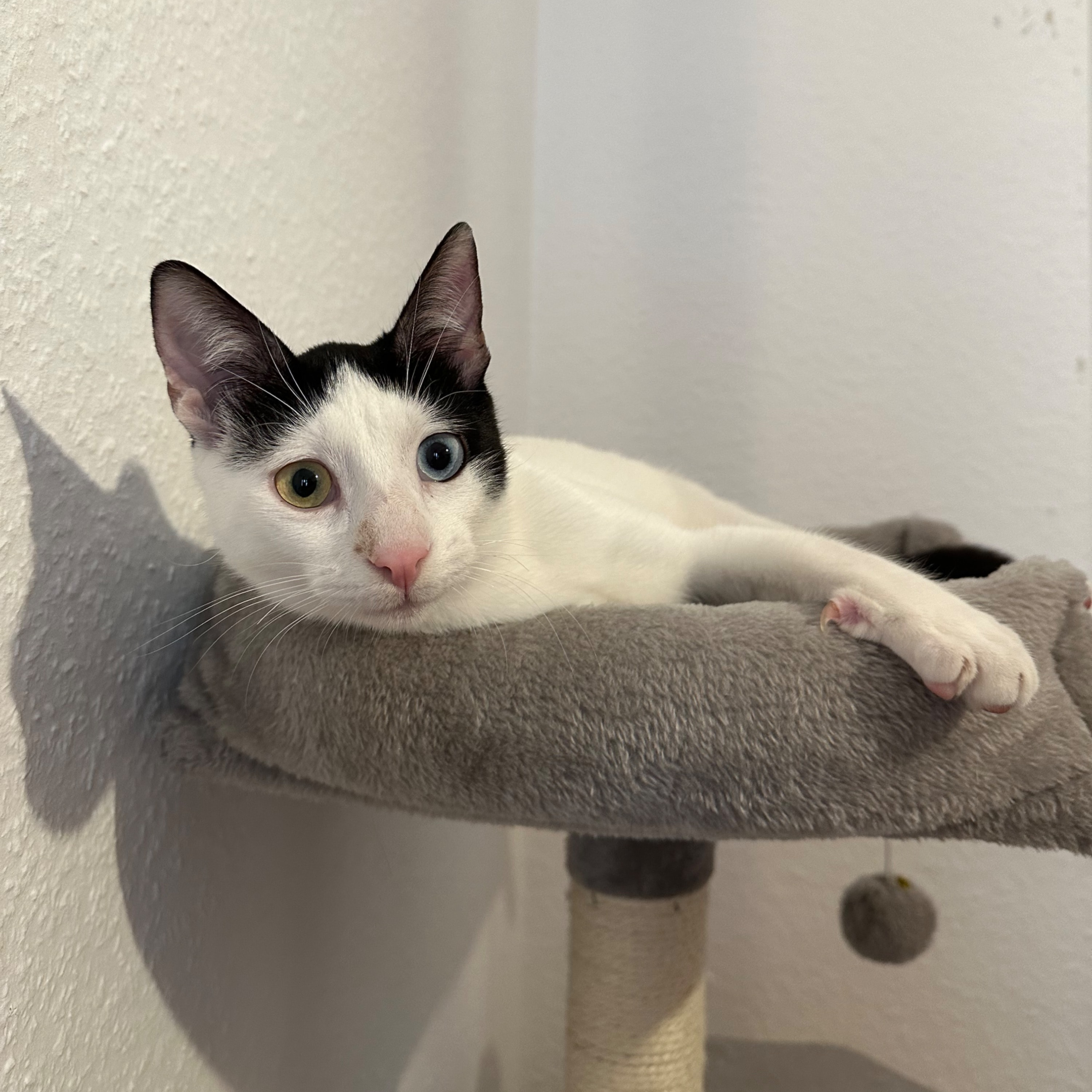 Coco 