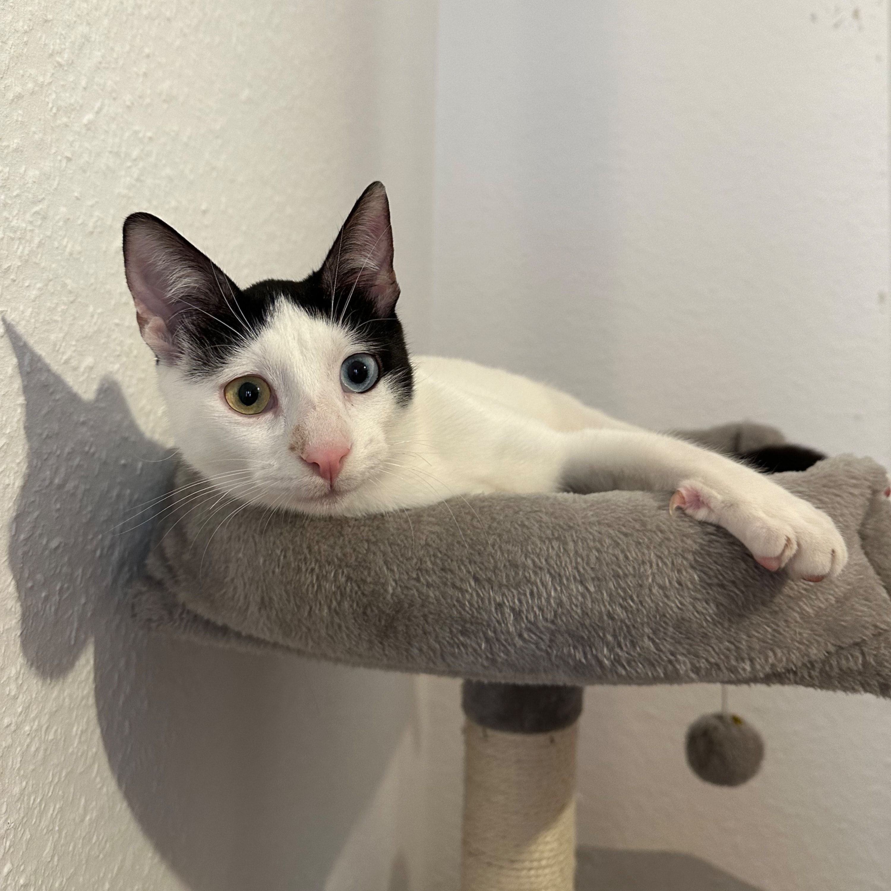 Coco