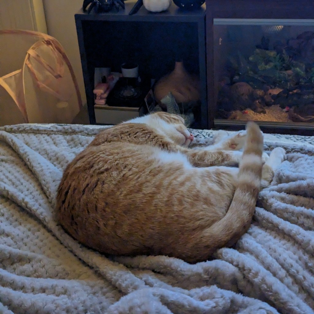 Taro