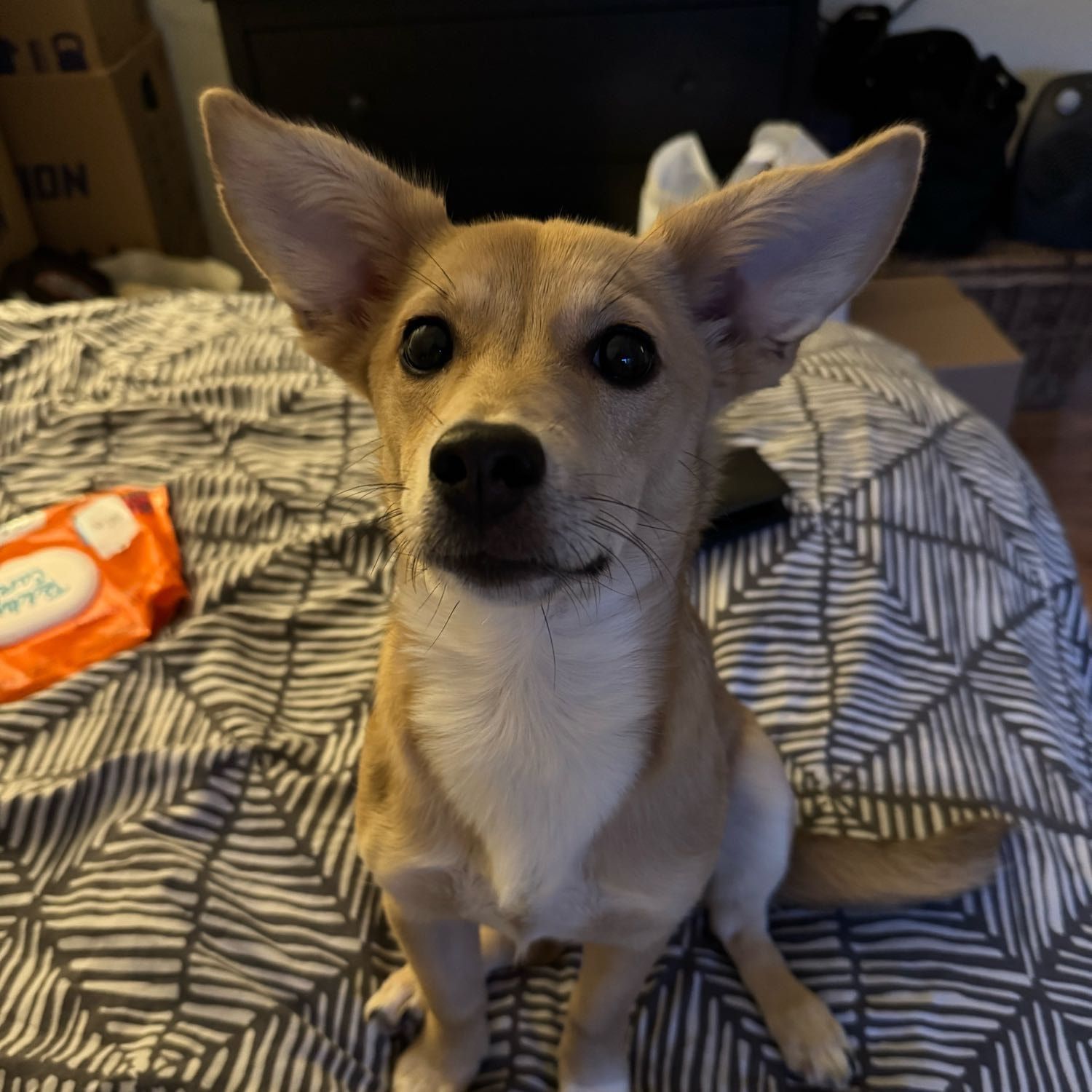 LILO