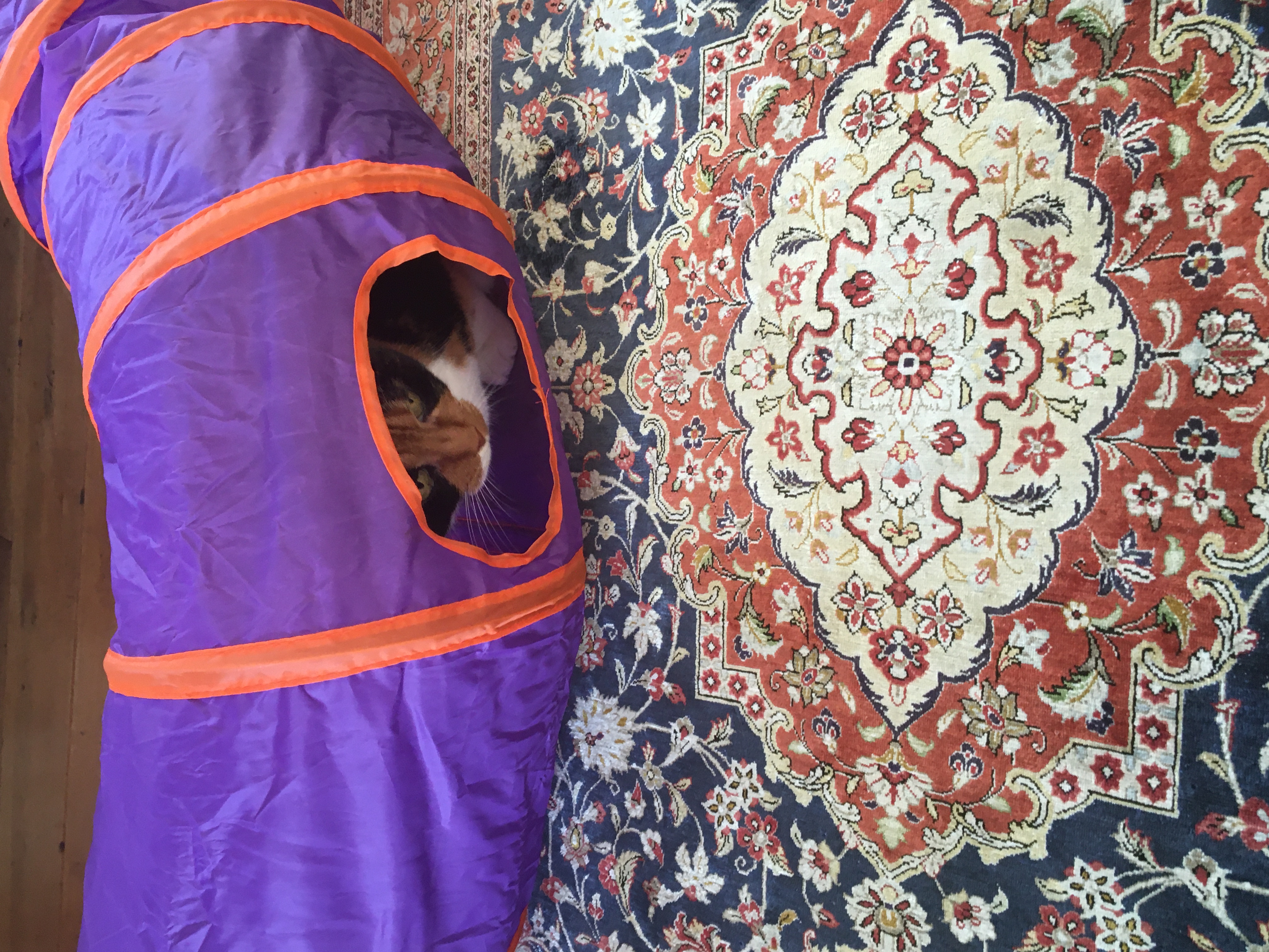 image-7