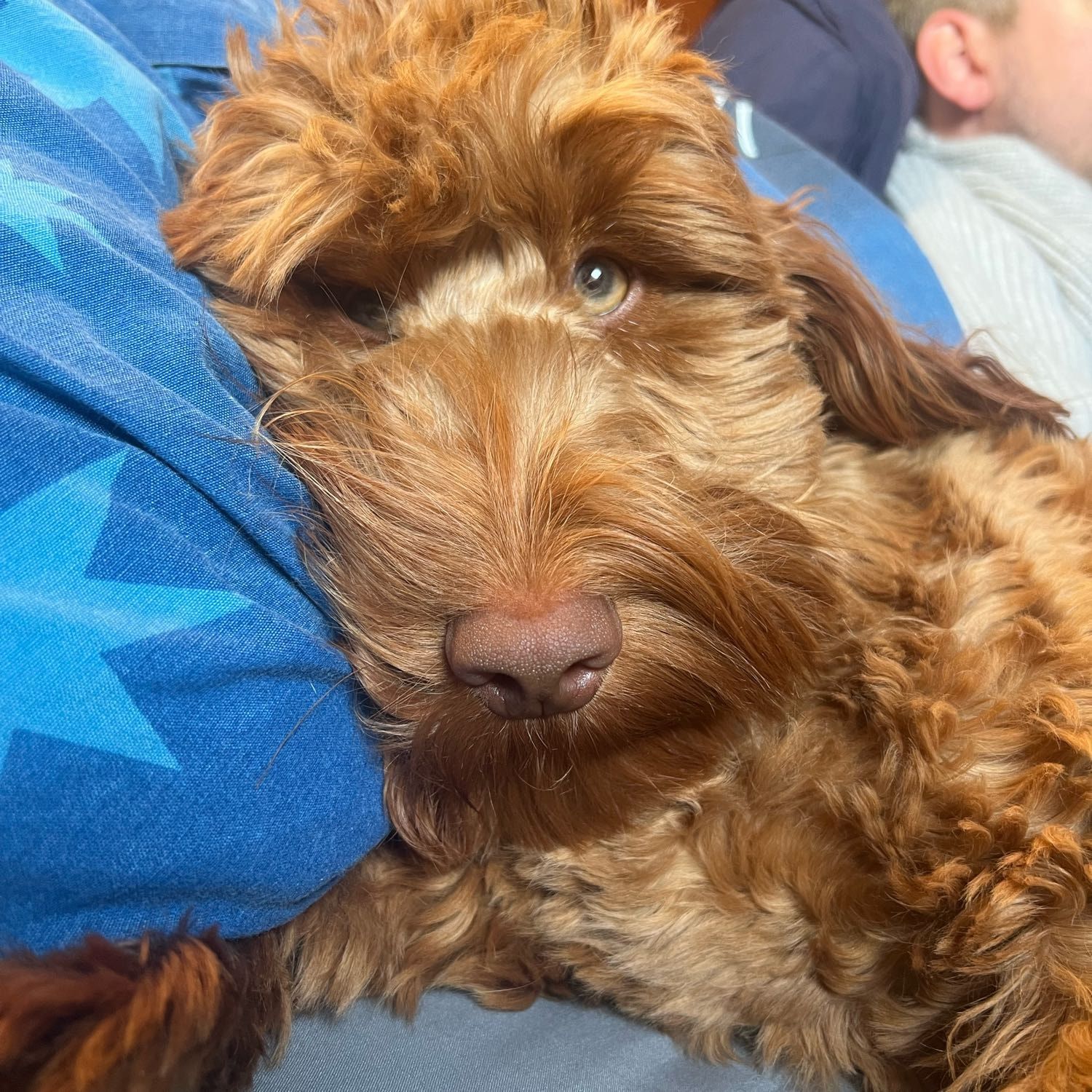 Bruno