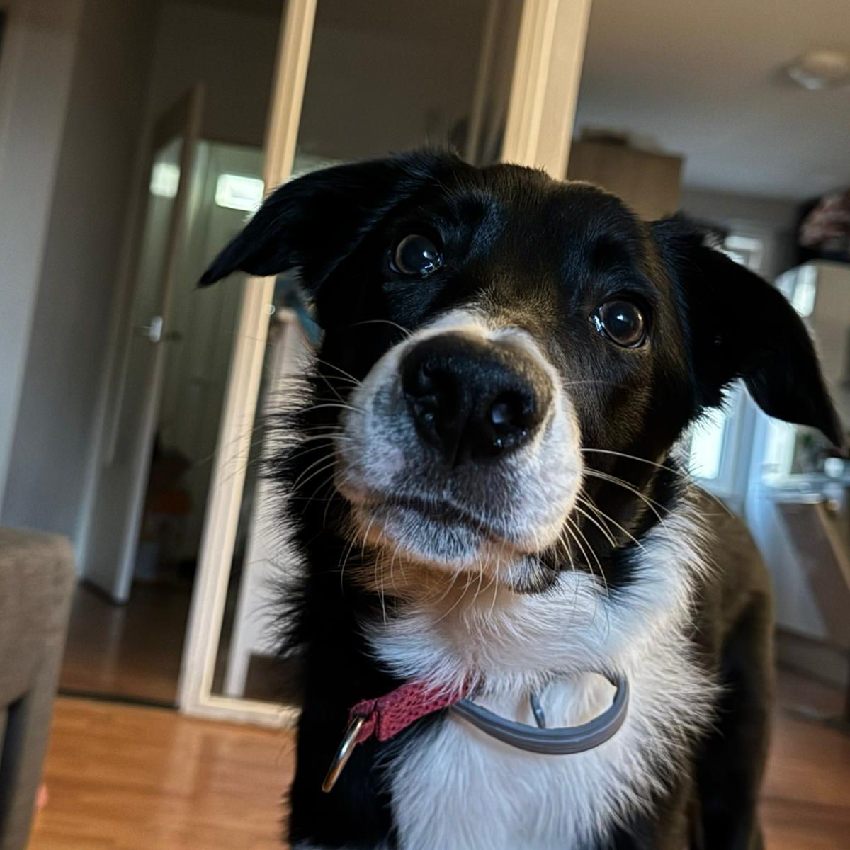 Zorro