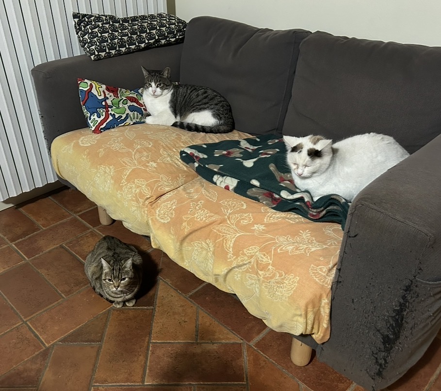 image-7