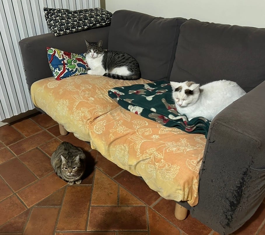 image-7