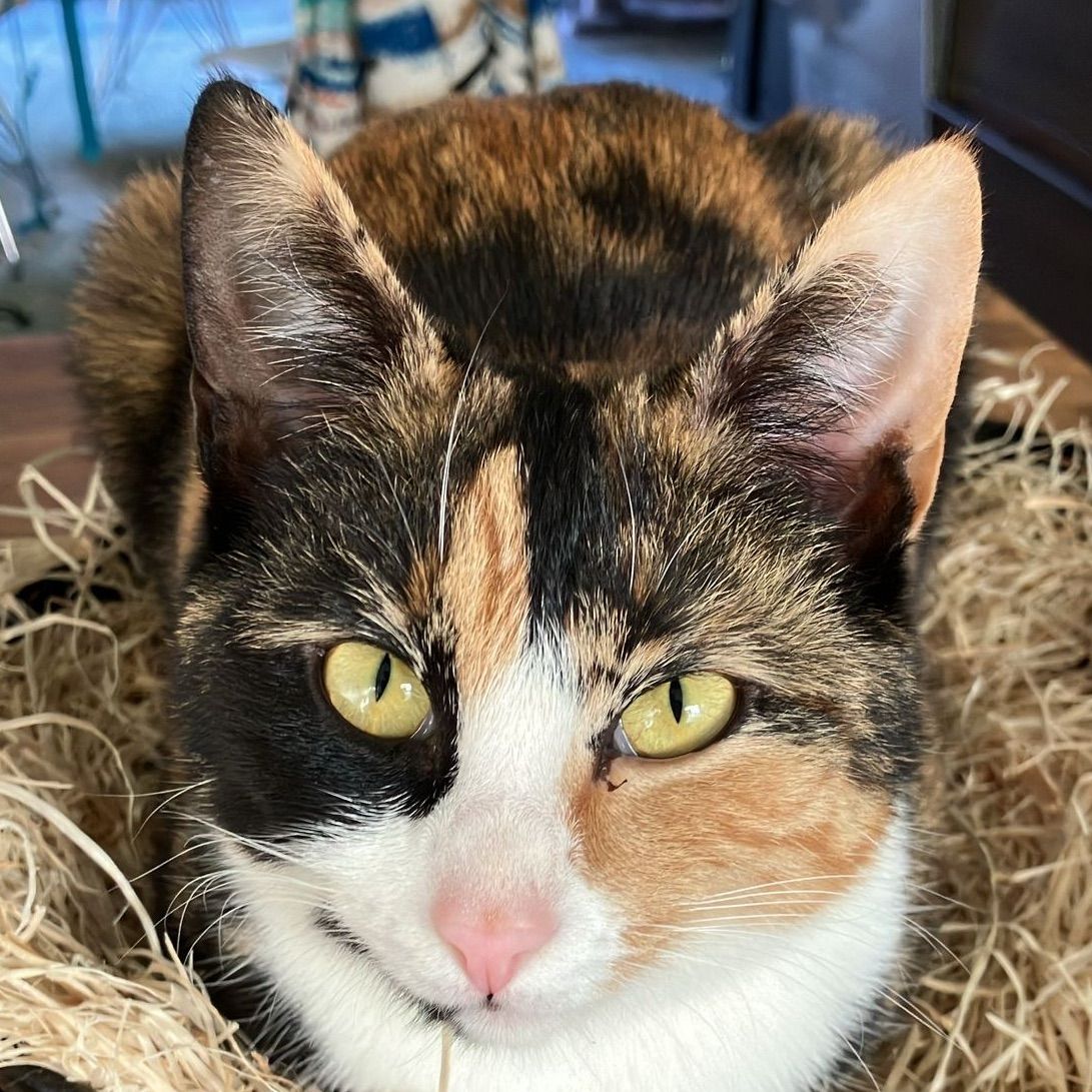 Pixel