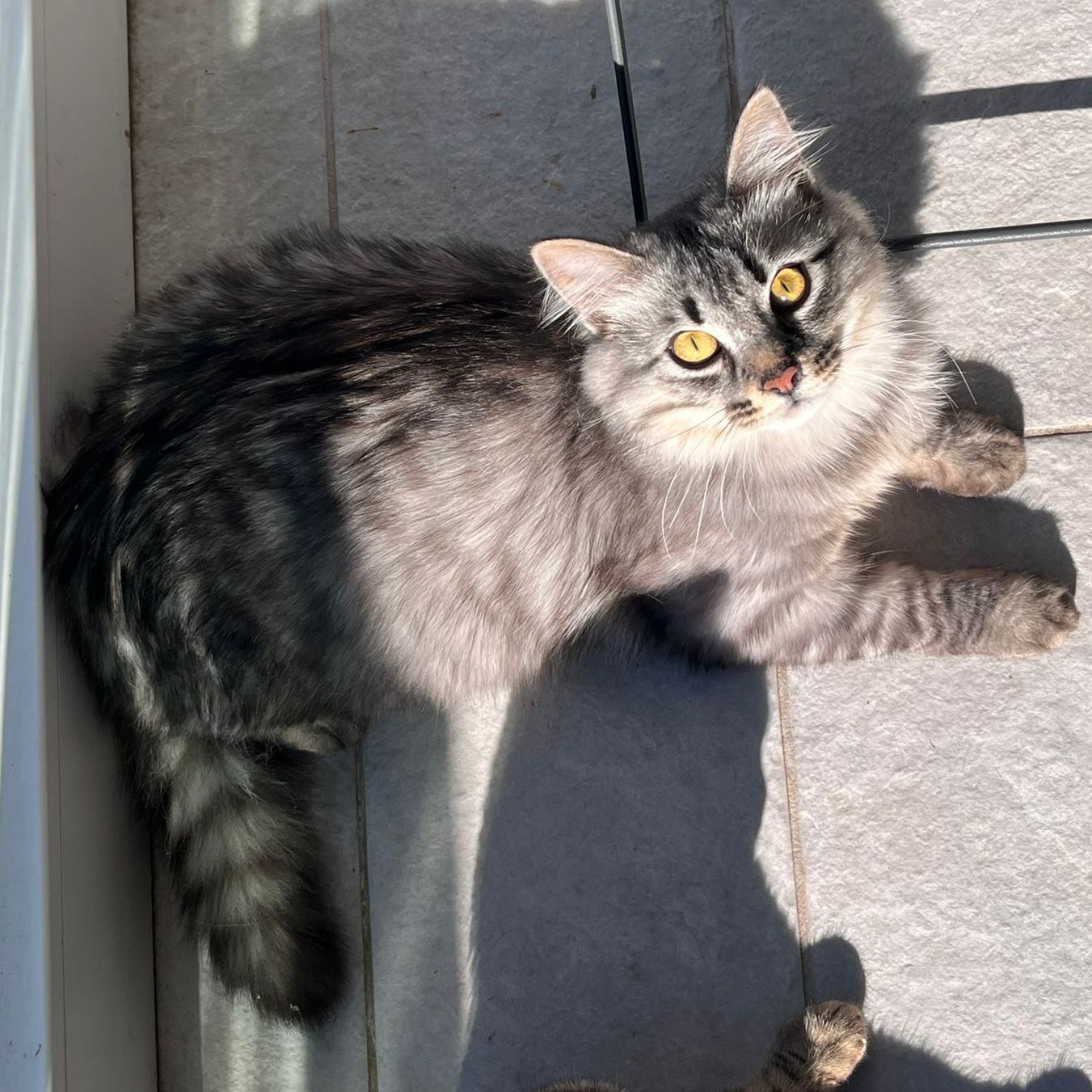 Drako