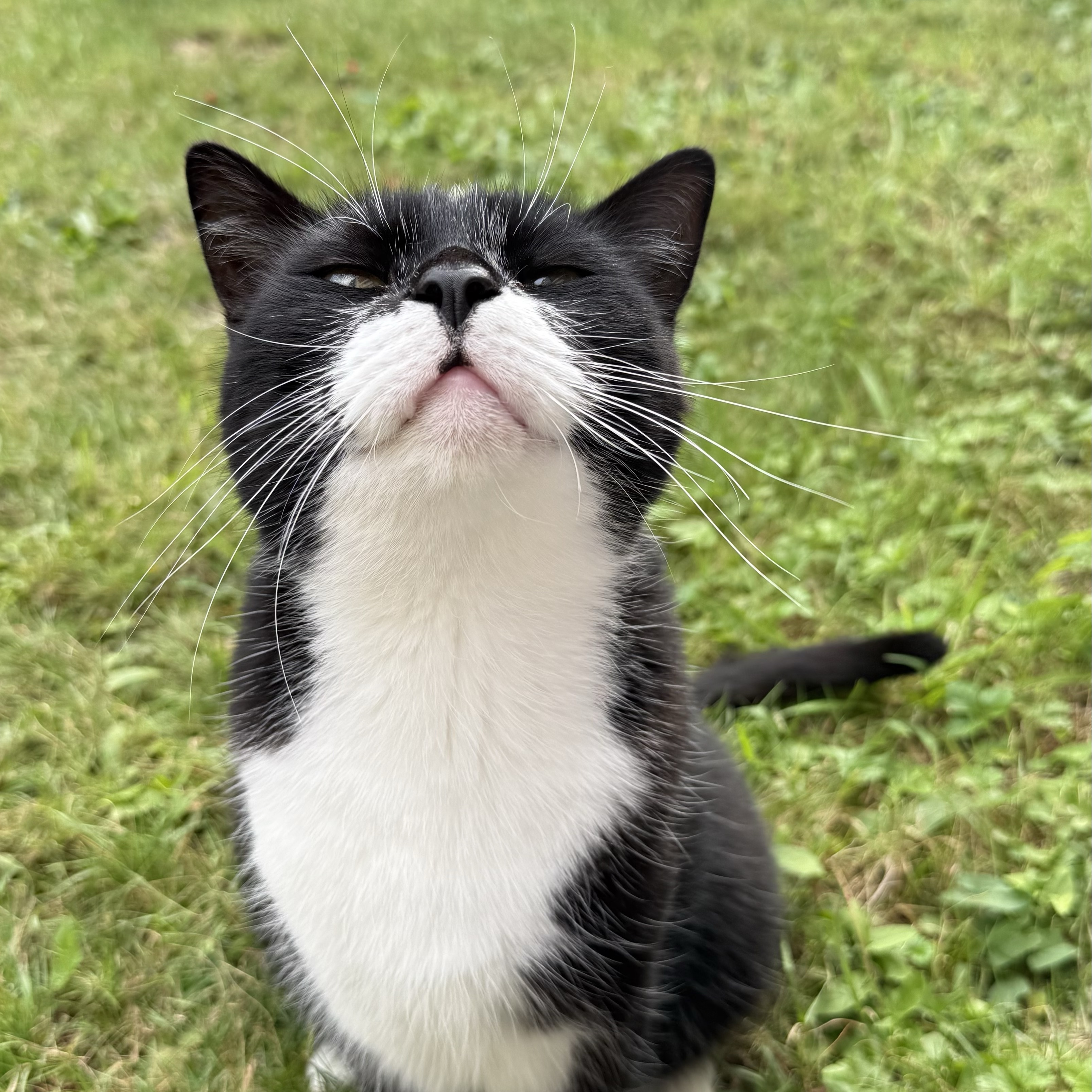 Oreo