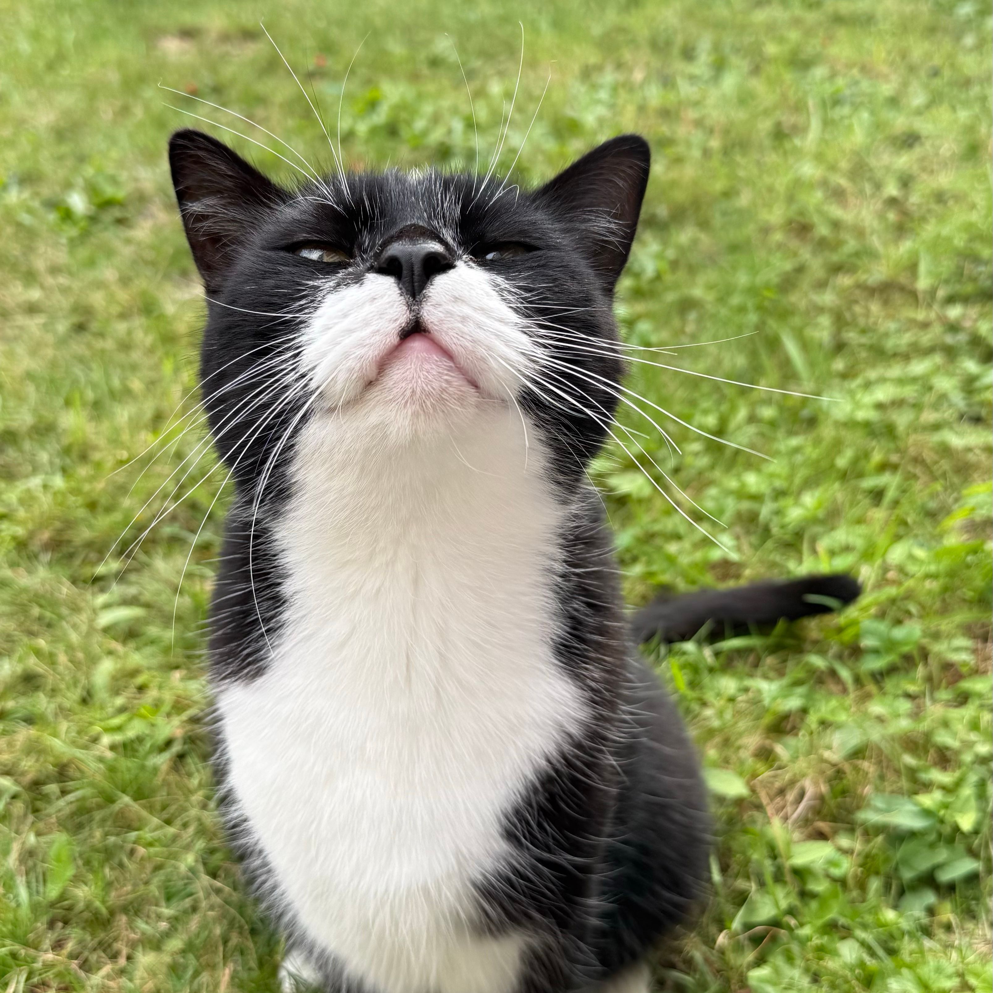 Oreo