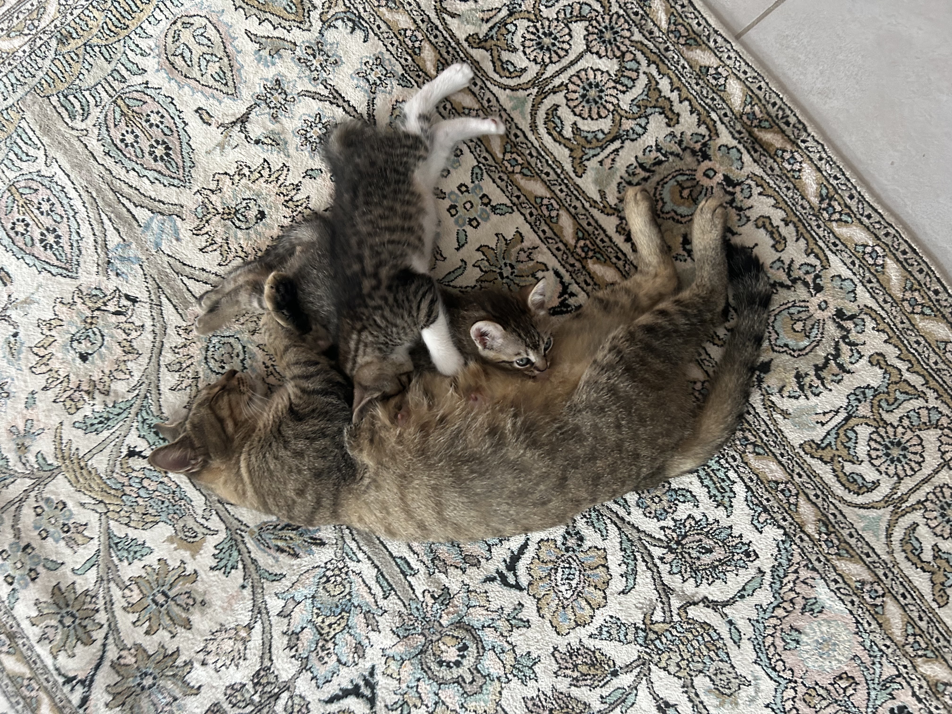 image-4