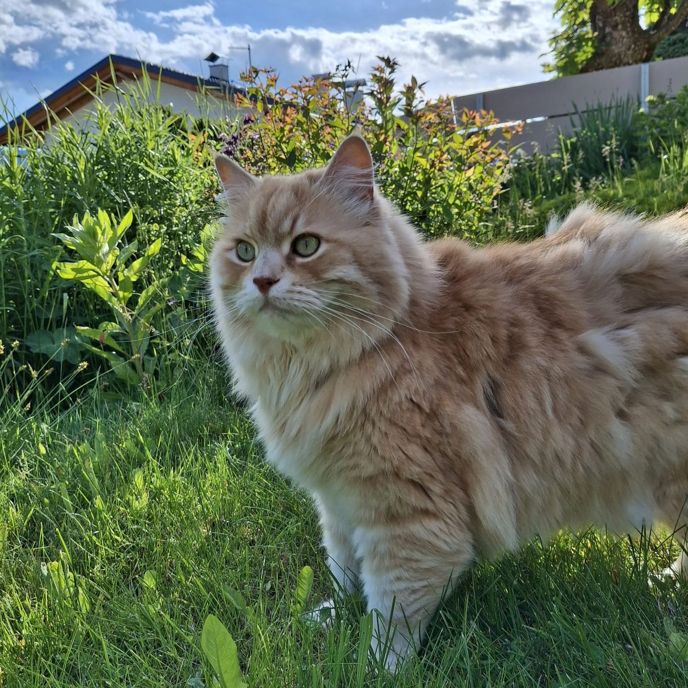Merlino