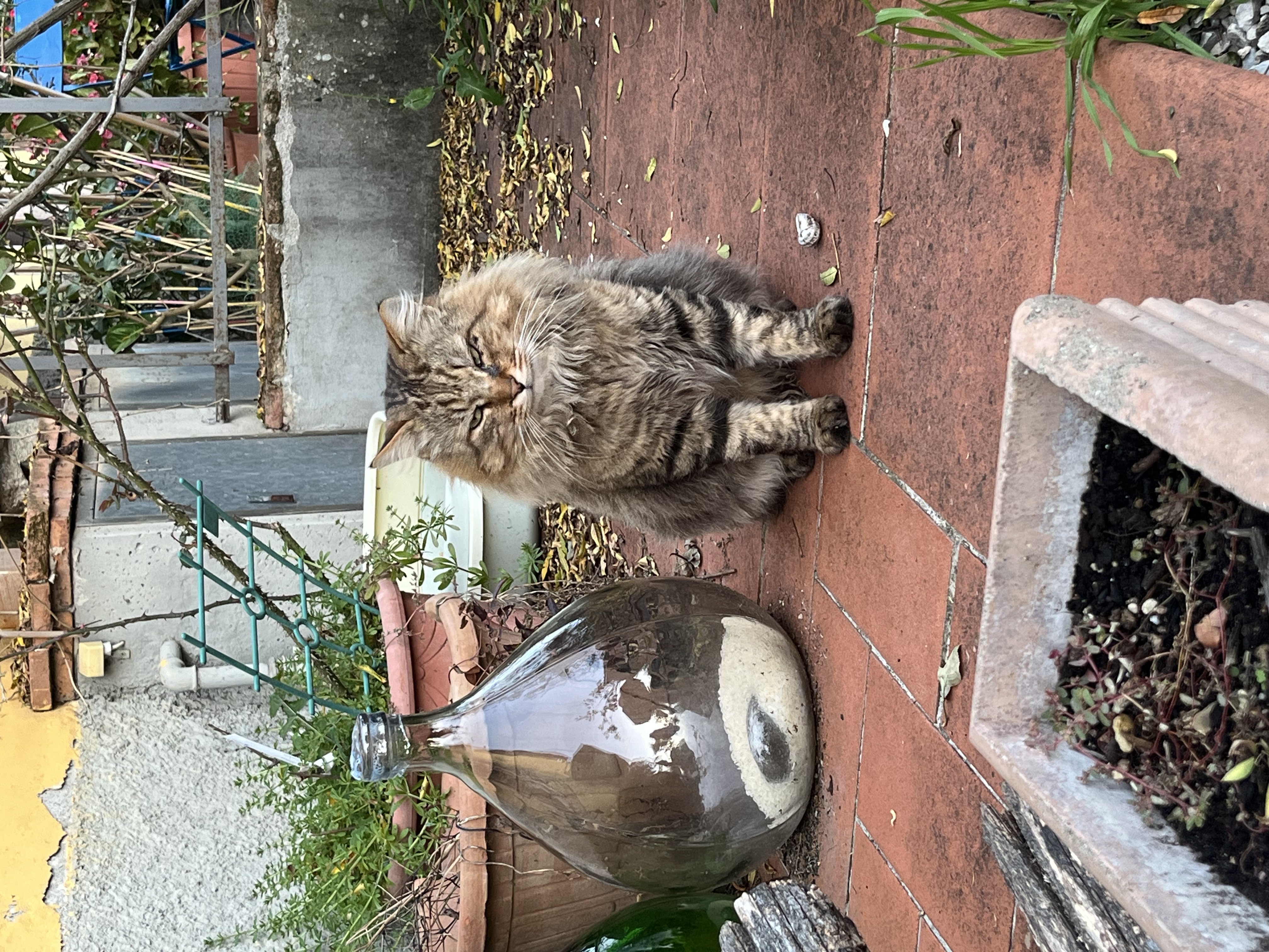 image-6