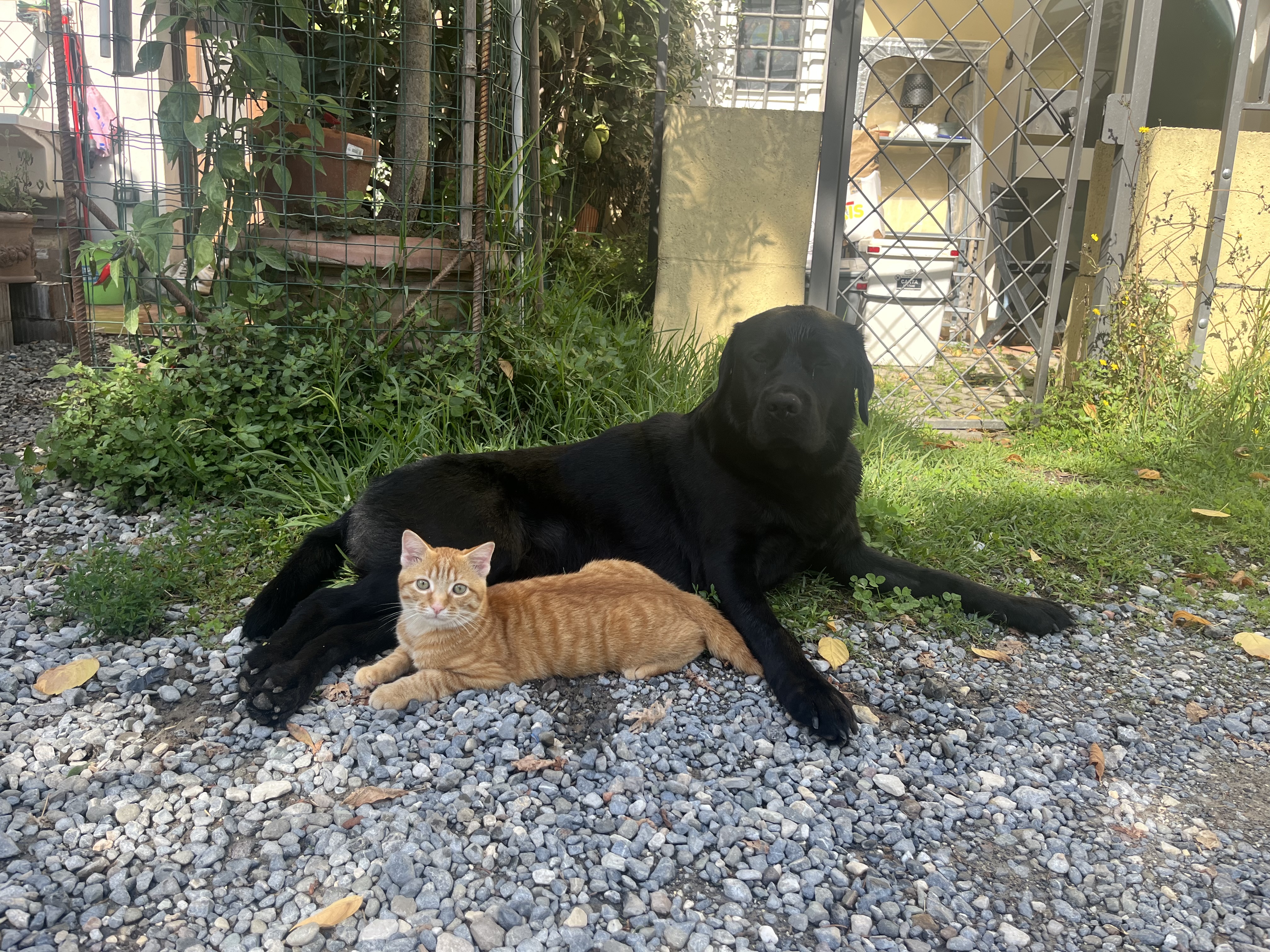 image-11
